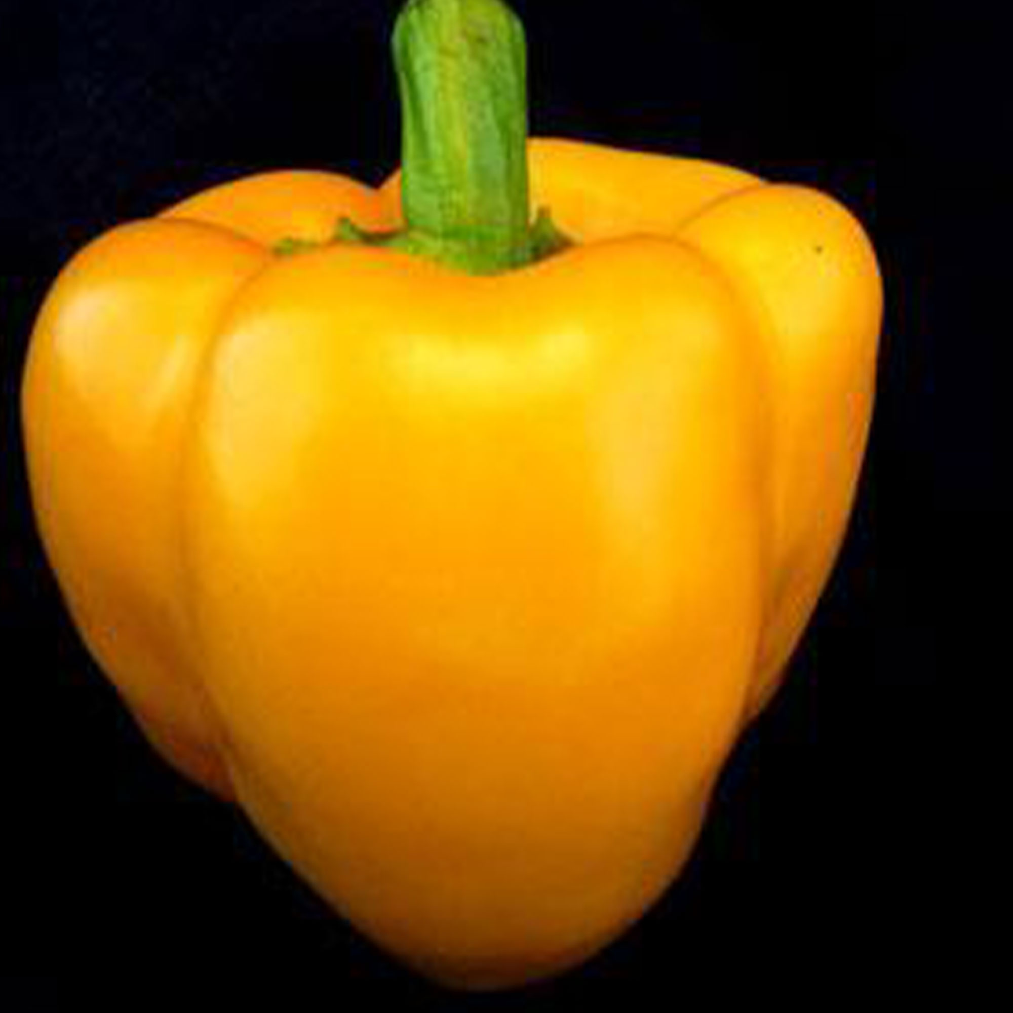 Organic Golden Calwonder Pepper Seeds - 4 Oz ~17,388 Seeds - Heirloom, Garden - Buy Bulk Non-GMO Capsicum annuum Farm & Gardenin