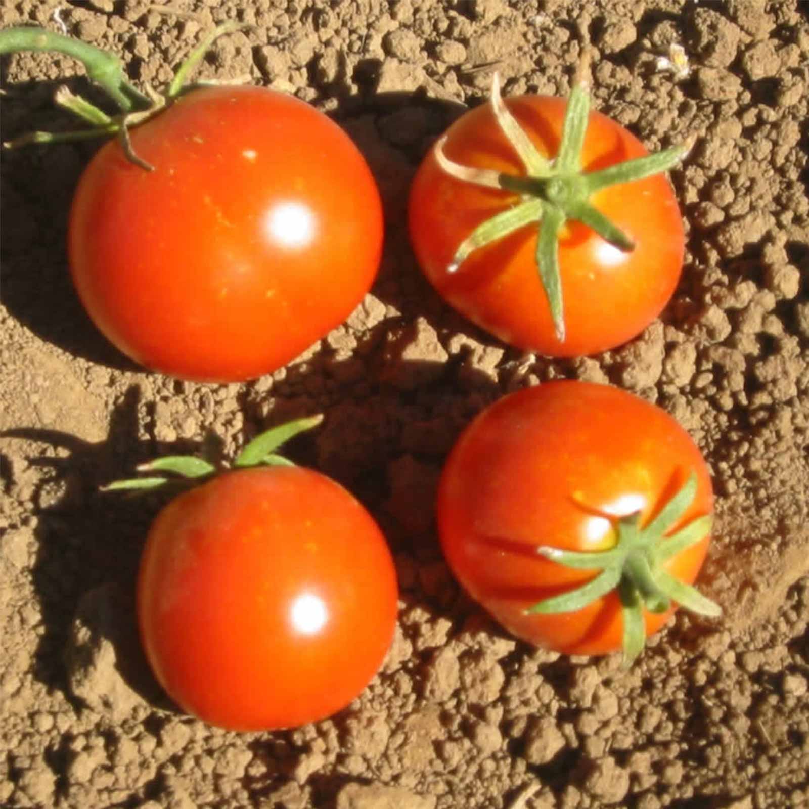 Glacier Tomato Seeds - 1 Oz ~12,154 Seeds - Heirloom, Vegetable Gardening - Buy Non-GMO Solanum lycopersicum Farm & Gardening Se