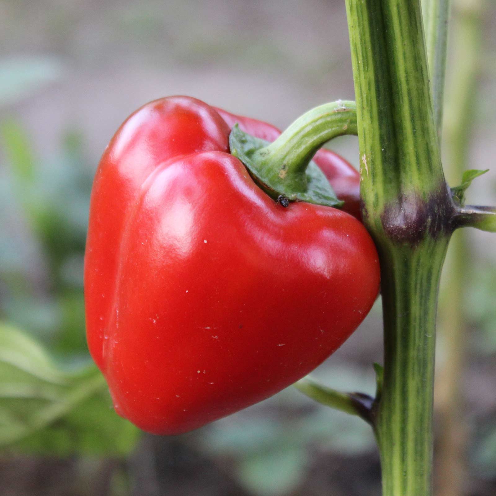 Mini Bell Red Sweet Pepper Seeds - 4 Oz ~25,584 Seeds - Non-GMO Vegetable, Garden - Buy Non-GMO Capsicum annuum Farm & Gardening