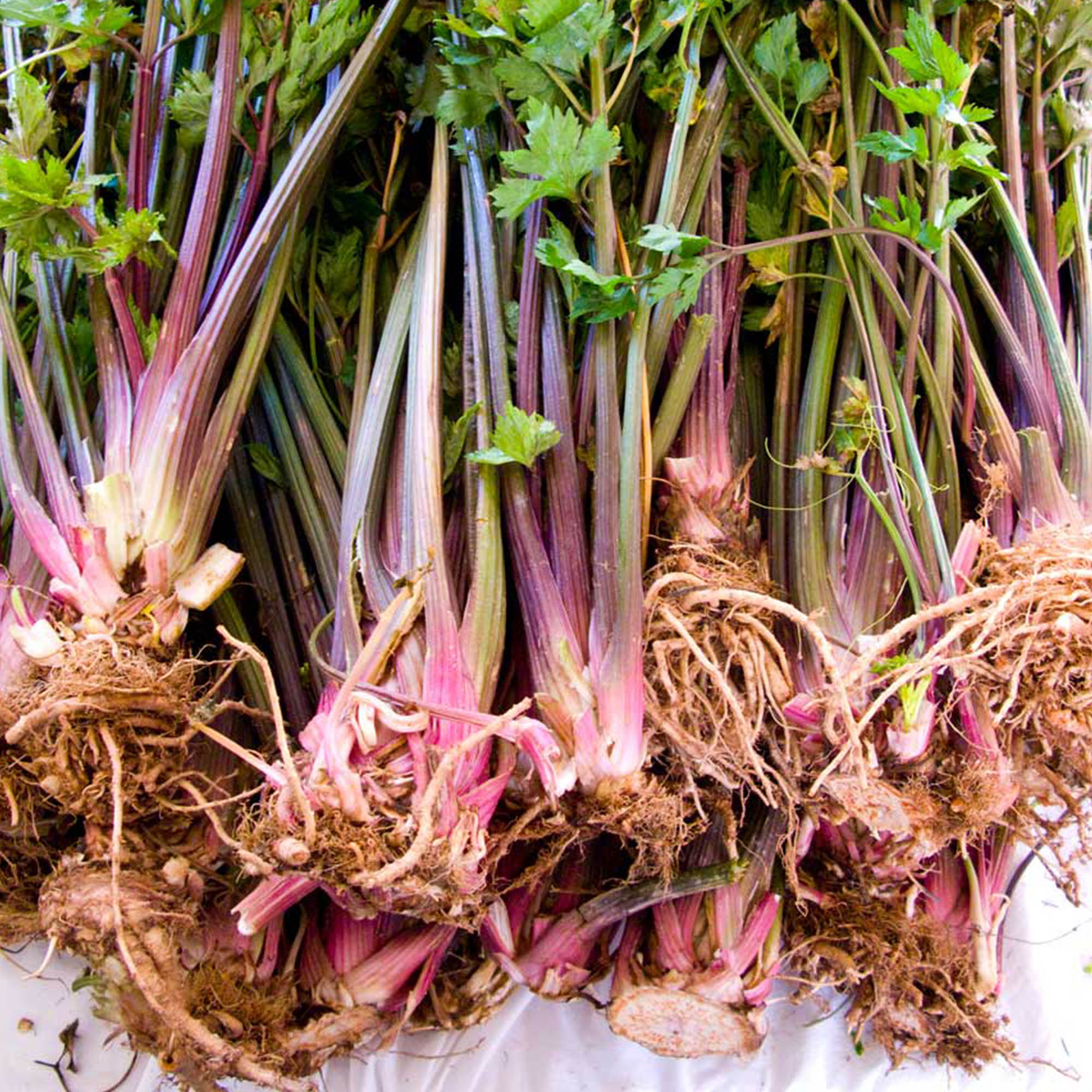 Organic Red Stalk Giant Celery Seeds - 1 Oz ~88,087 Seeds - Heirloom - Buy Non-GMO, Open Pollinated Seeds Online - Best Seed Sup