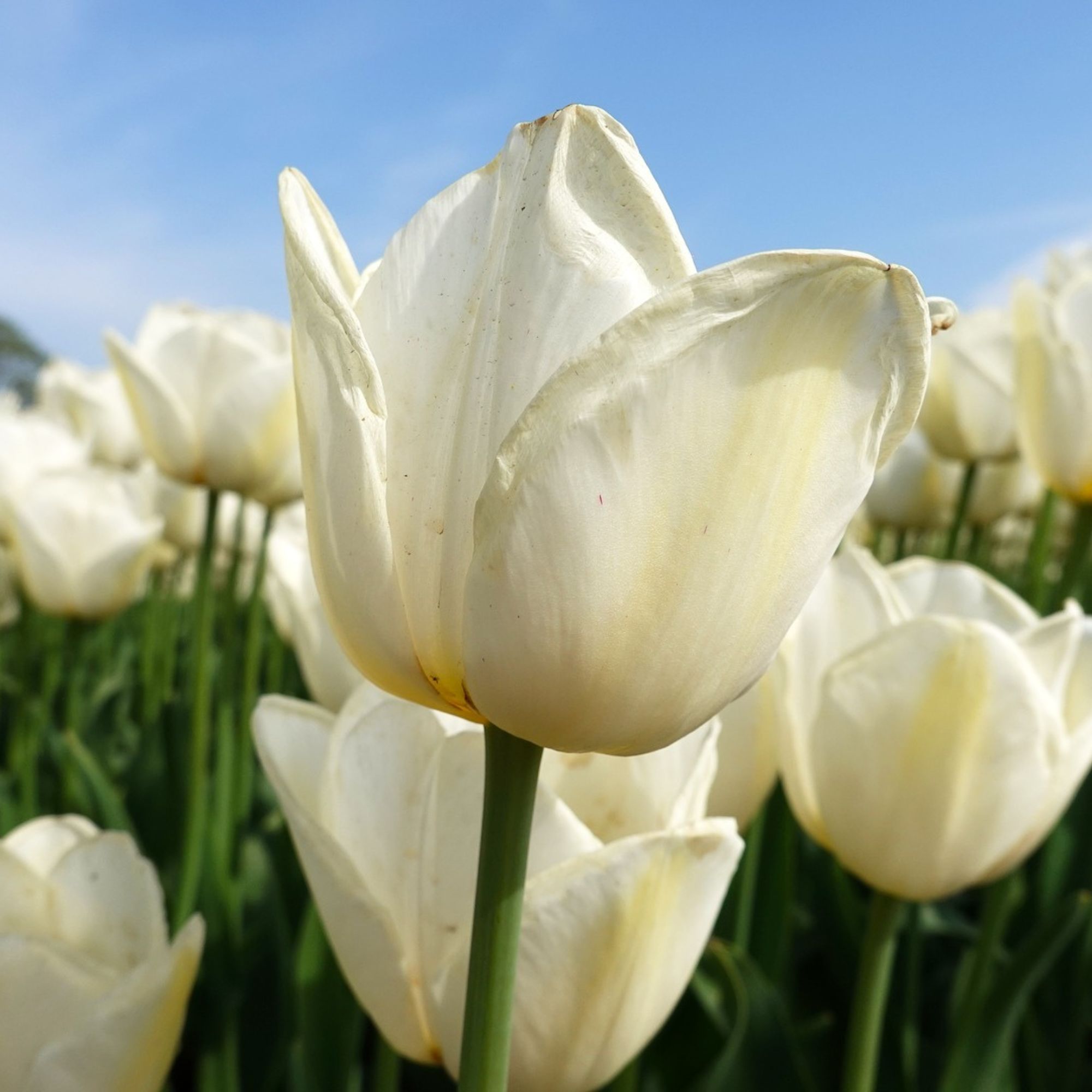 Tulip Flower Bulbs - 10 Bulbs - Darwin Hybrid - Ivory Floradale / Hakuun - White / Cream - Tulipa gesneriana - Perennial - Flowe