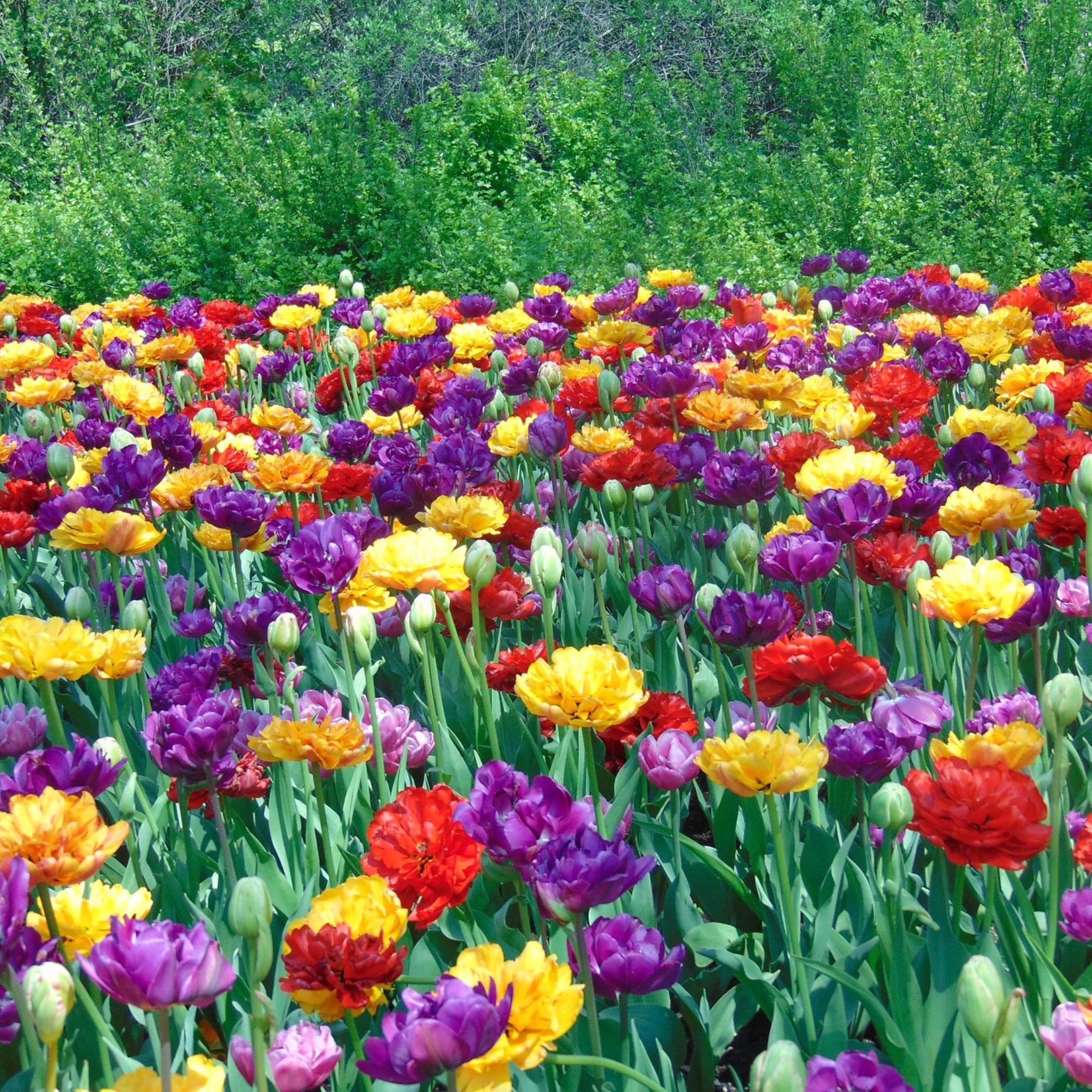 Tulip Flower Bulbs - 10 Bulbs - Double Late Color Mix - Pink, Purple, Red, Yellow & Orange - Tulipa gesneriana - Perennial - Flo