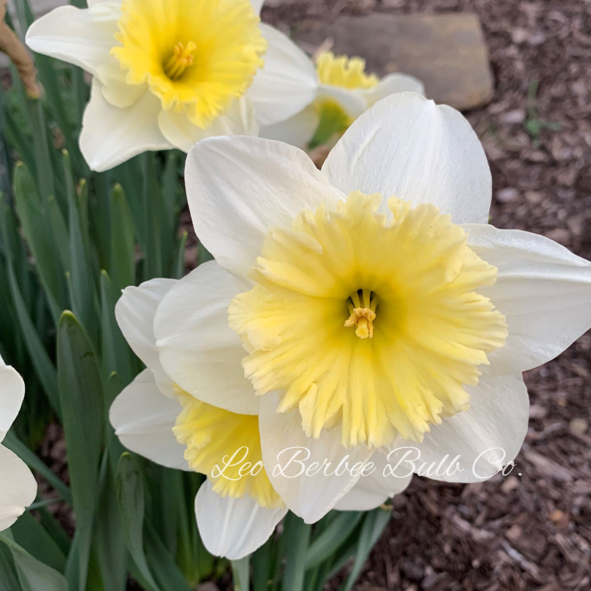Daffodil Flower Bulbs - 10 Bulbs - Large Cupped Ice Follies - White & Yellow Bi-color - Narcissus pseudonarcissus - Perennial - 