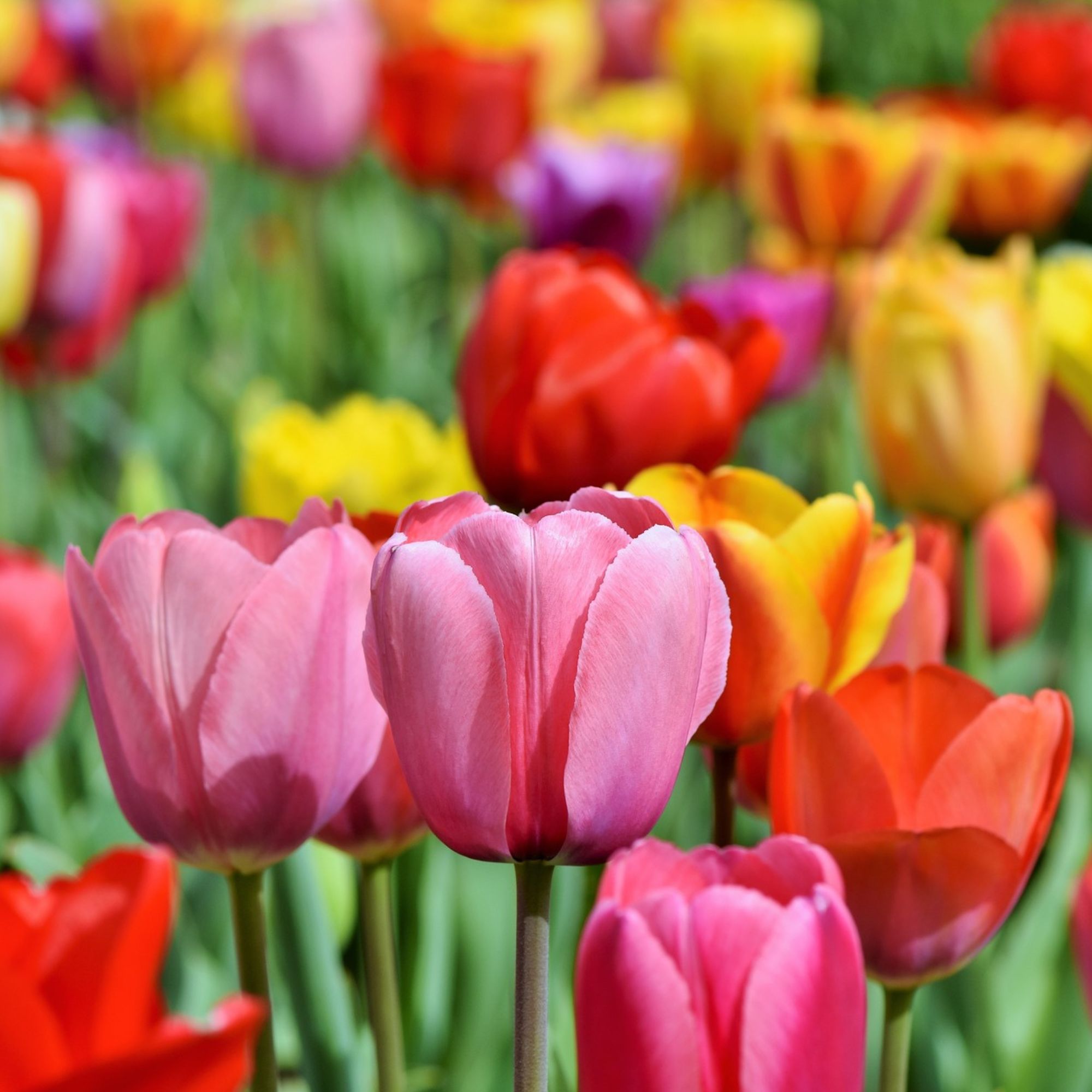 Tulip Flower Bulbs - 10 Bulbs - Darwin Hybrid Color Mix - Pink, Purple, Red, Yellow & Multi-Colored - Tulipa gesneriana - Perenn