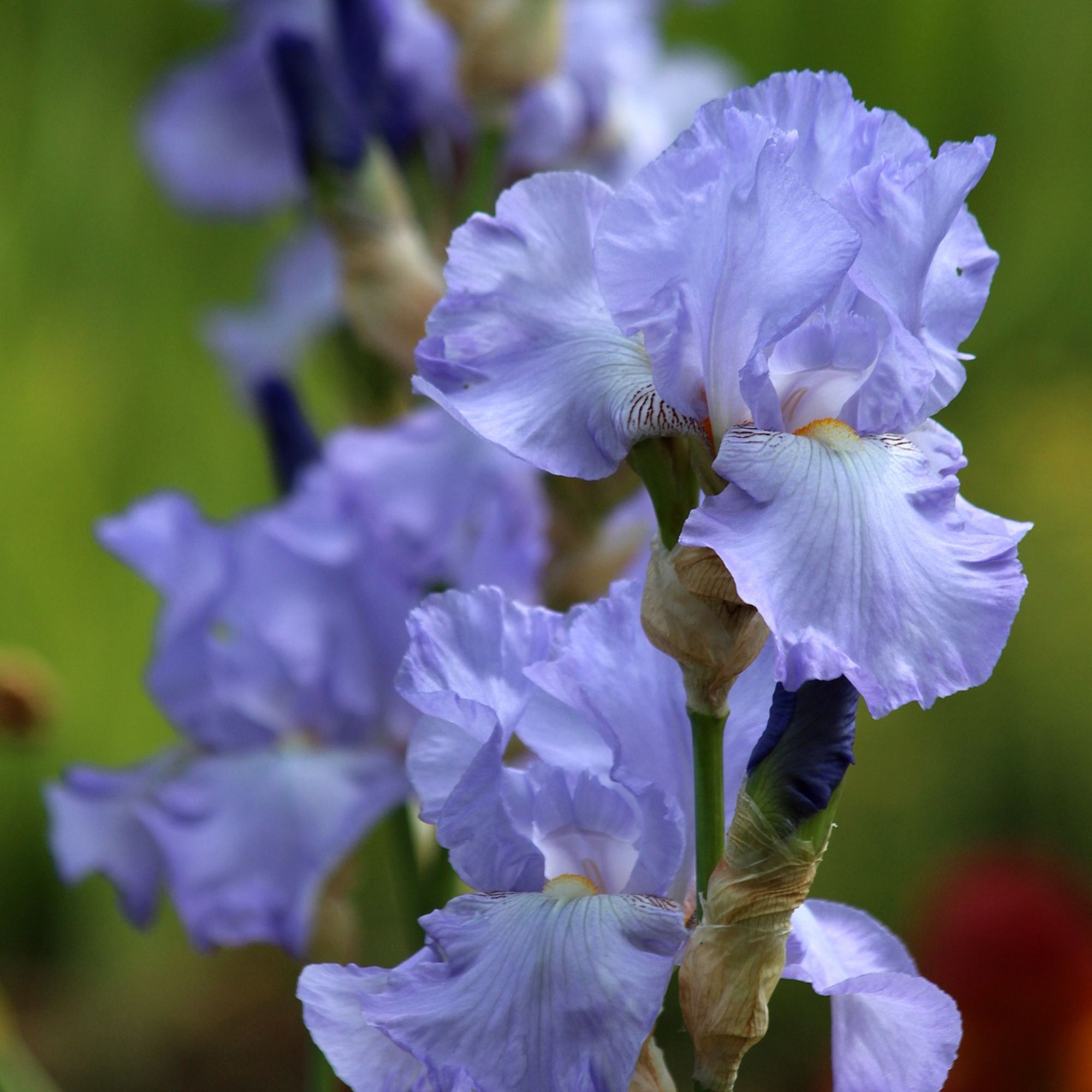Bearded Iris Flower Bulbs - 1 Bulb - Light Blue - Iris germanica - Purple / Blue - Flower Garden Bulb Sets - Perennial - Buy Bul