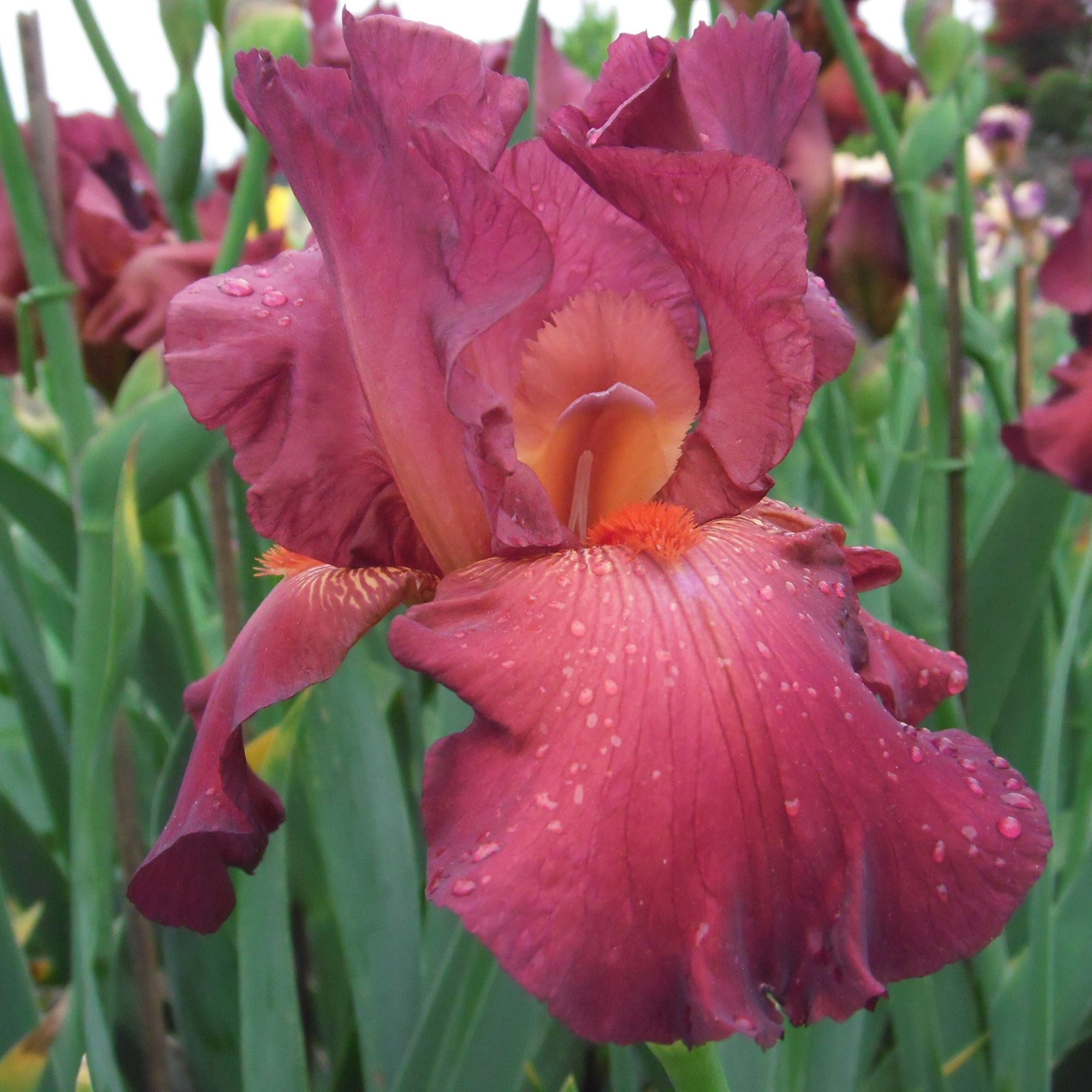 Bearded Iris Flower Bulbs - 3 Bulbs - Red AKA: German Red - Iris germanica - Flower Garden Bulb Sets - Perennial - Buy Bulb Star