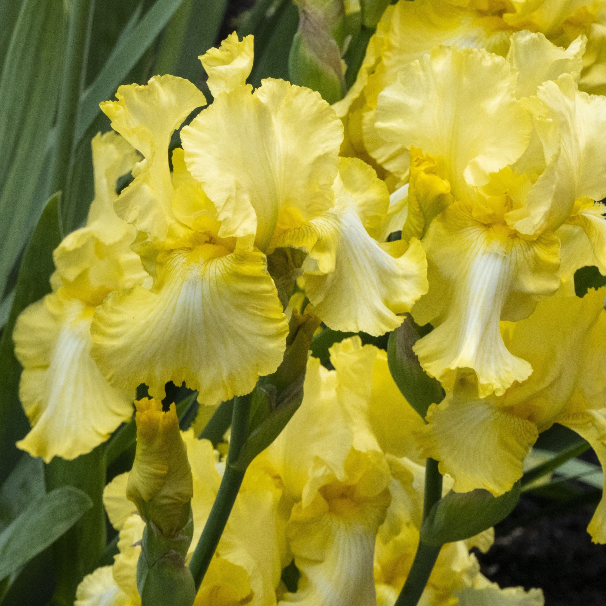 Bearded Iris Flower Bulbs - 1 Bulb - Yellow - AKA: German Yellow - Iris germanica - Flower Garden Bulb Sets - Perennial - Buy Bu