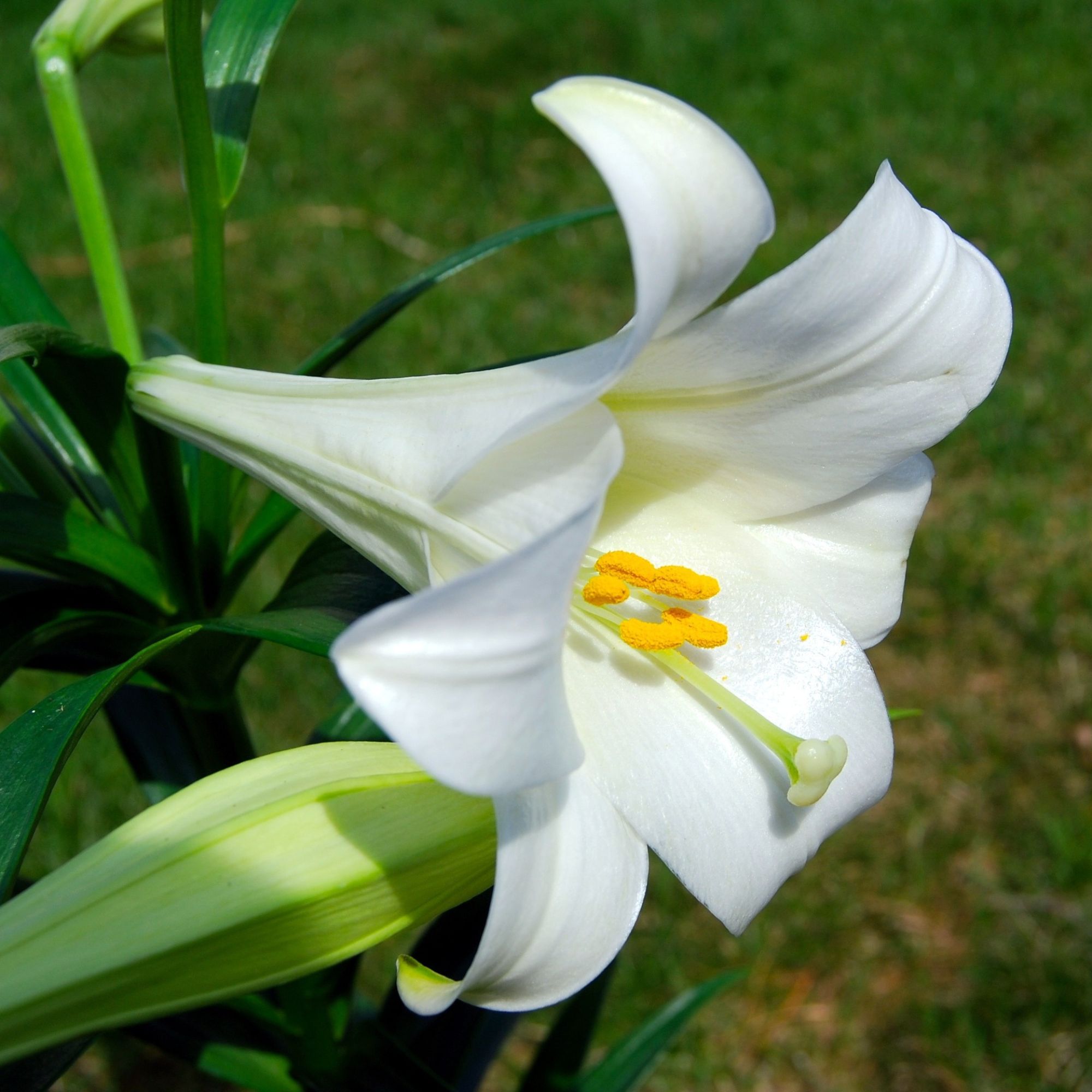 Easter Lilly Flower Bulbs - 1 Bulb - Miracle - White - Lilium longiflorum - Perennial - Flower Garden Bulb Sets - Buy Bulb Start