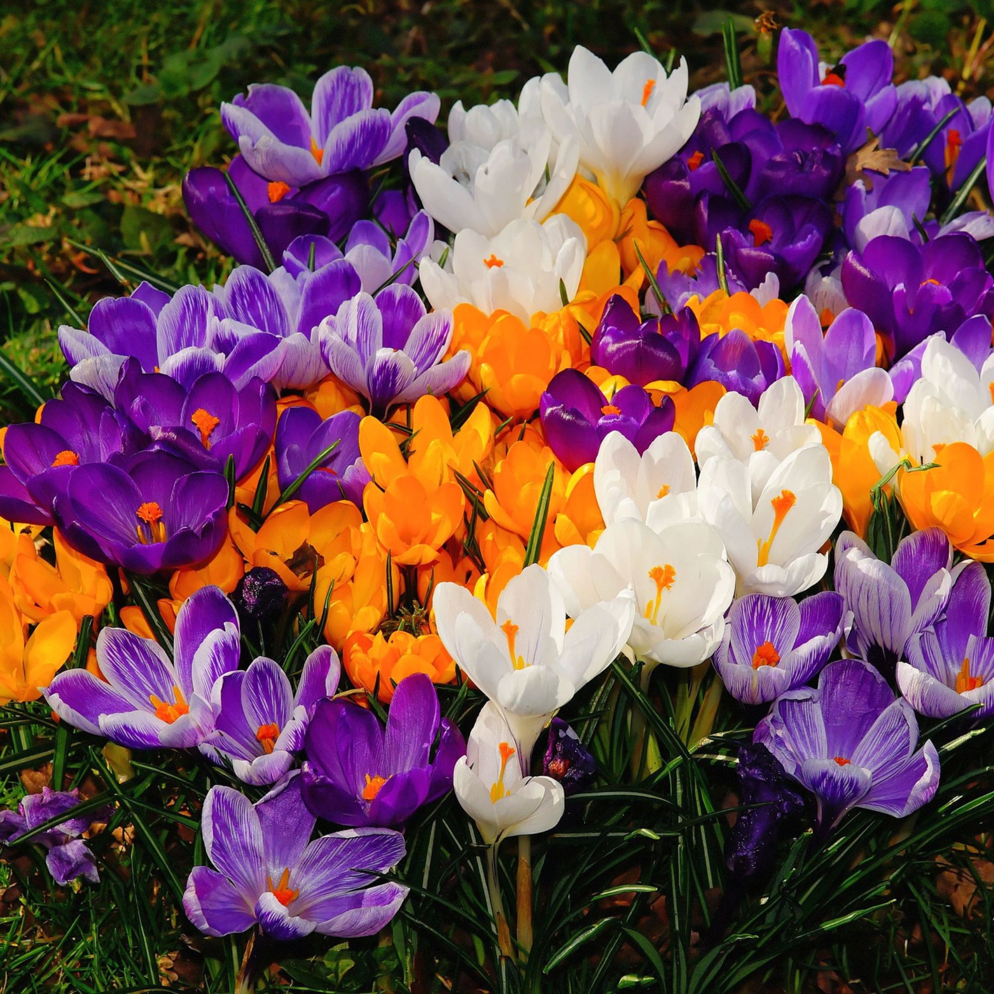 Crocus Flower Bulbs - Bag of 10 - Mixed Colors - Crocus vernus - Purple, White, Yellow / Orange - Flower Gardening Bulb Sets - P