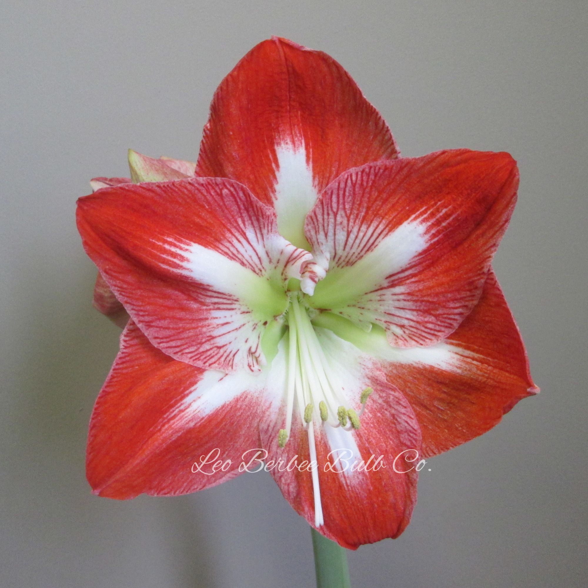 Amaryllis Flower Bulbs - 1 Bulb - 24/26 Fantastica - Red & White - Hippeastrum hybridum - Hybrid - Perennial - Flower Garden Bul