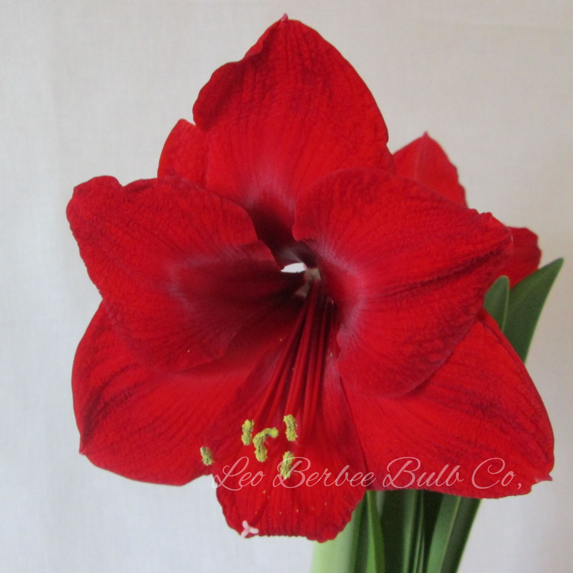 Amaryllis Flower Bulbs - 1 Bulb - 24/26 Red Lion - Red - Hippeastrum hybridum - Hybrid - Perennial - Flower Garden Bulb Sets - B