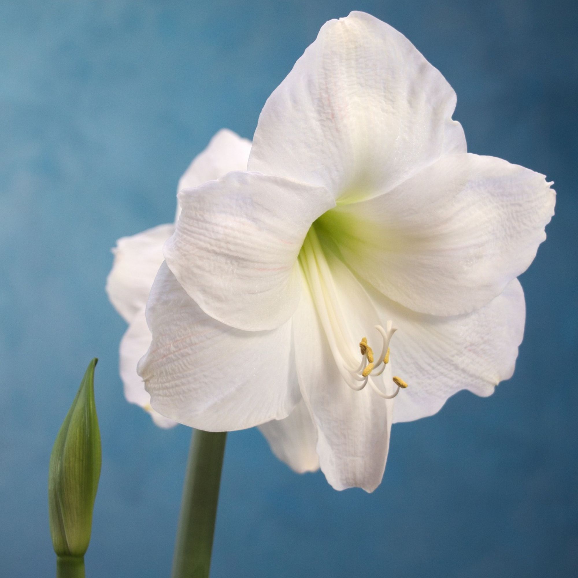Amaryllis Flower Bulbs - 1 Bulb - 24/26 Maria Goretti - White - Hippeastrum hybridum - Hybrid - Perennial - Flower Garden Bulb S