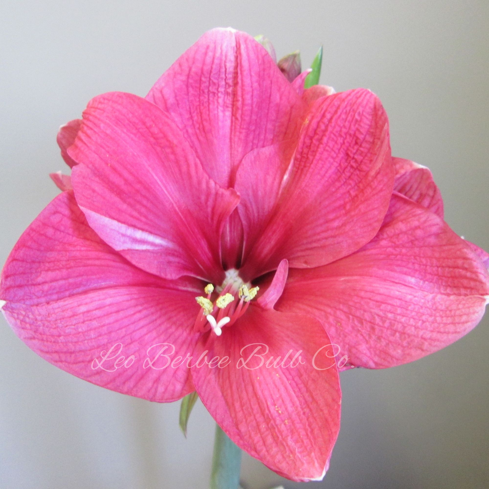 Amaryllis Flower Bulbs - 1 Bulb - 24/26 Laforest Morton - Pink/Rose - Hippeastrum hybridum - Hybrid - Perennial - Flower Garden 