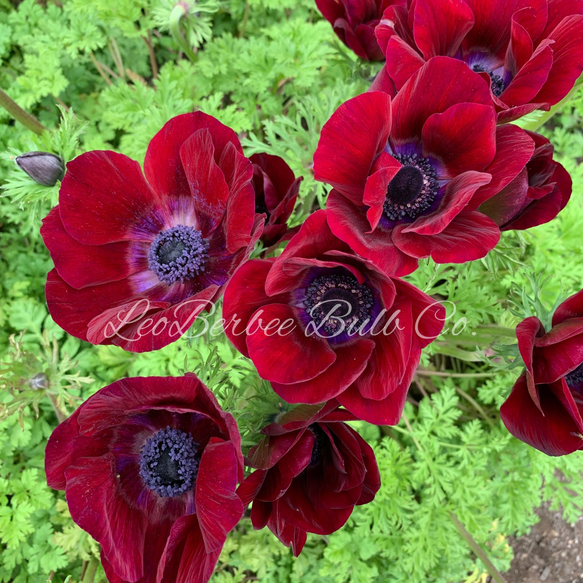 Anemone Flower Bulbs - 10 Bulbs - Carmel Bordeaux - Anemone coronaria - Red Petals w/ Purple Center - Perennial - Flower Garden 