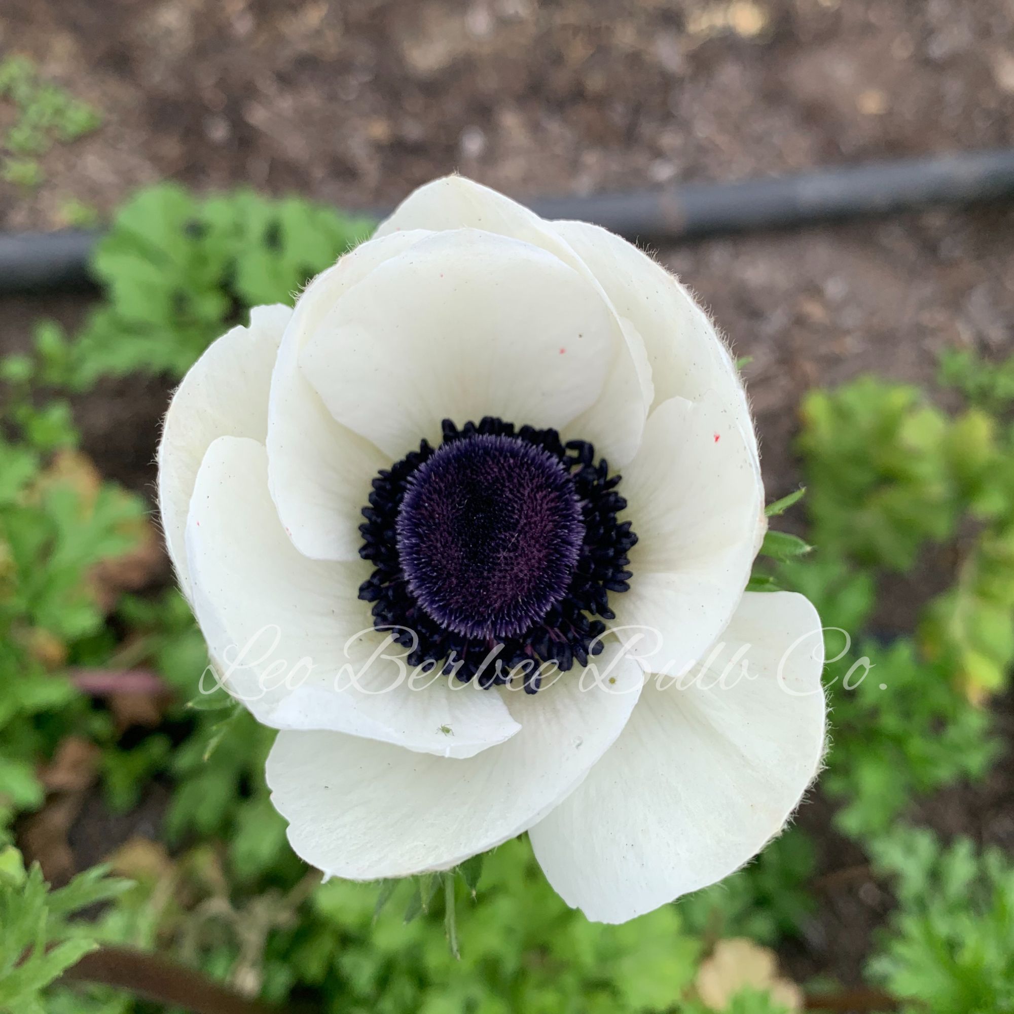 Anemone Flower Bulbs - 10 Bulbs - Carmel White - Anemone coronaria - White Petals w/ Black Center - Perennial - Flower Garden Bu
