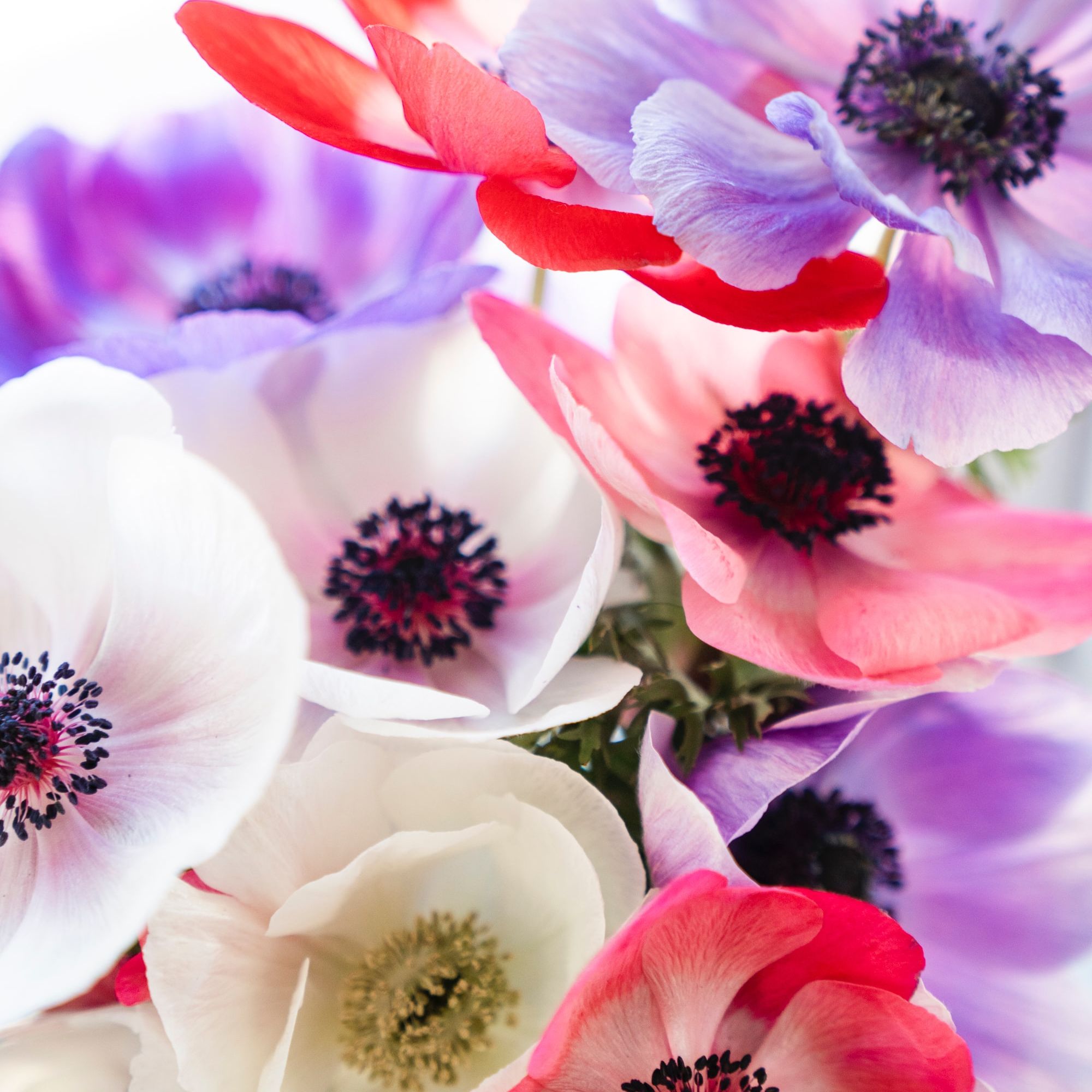 Anemone Flower Bulbs - 10 Bulbs - Galilee Pastel Mix - Anemone coronaria - Pink, Purple & White - Perennial - Flower Garden Bulb