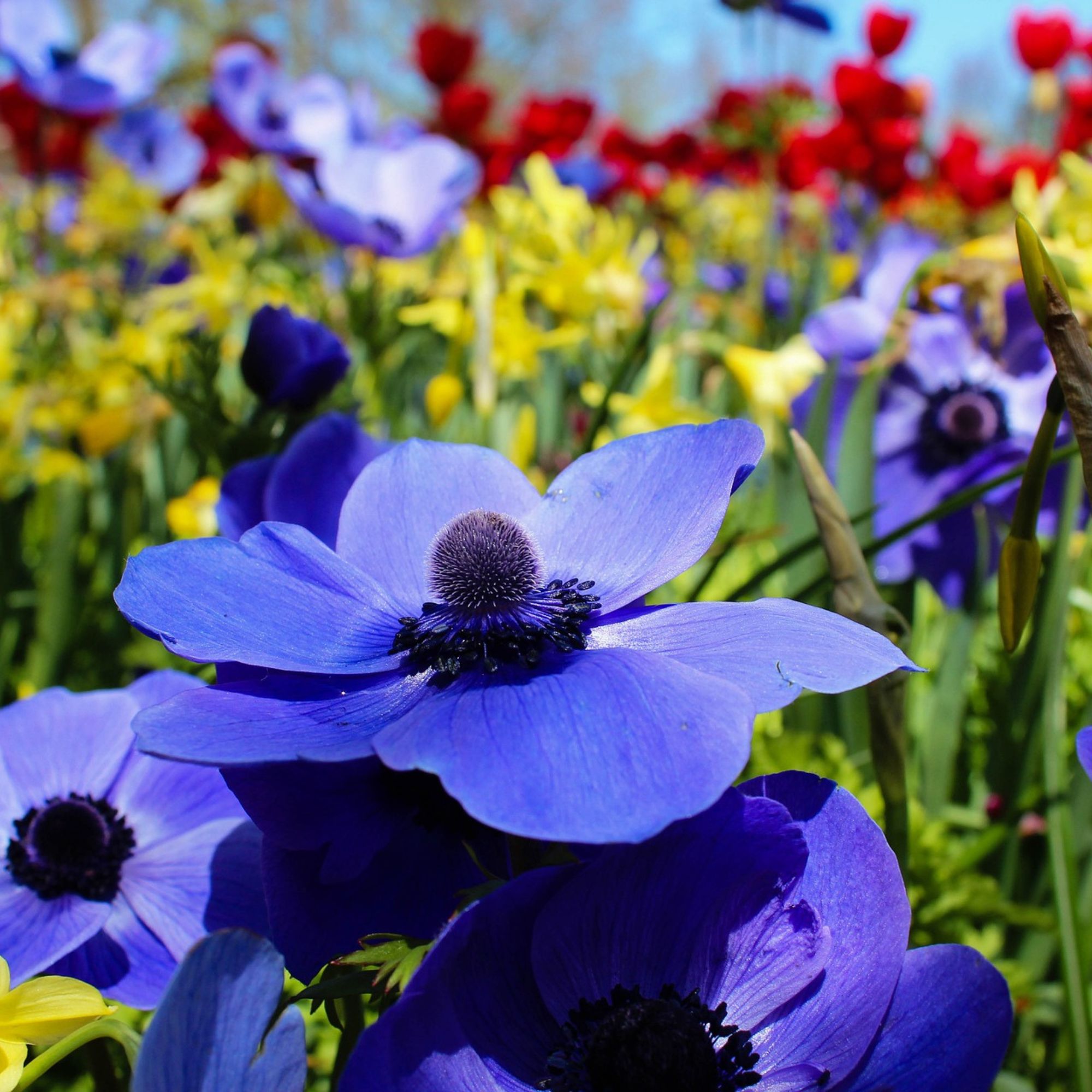 Anemone Flower Bulbs - 10 Bulbs - Galilee Blue - Anemone coronaria - Perennial - Flower Garden Bulb Sets - Buy Bulb Starts