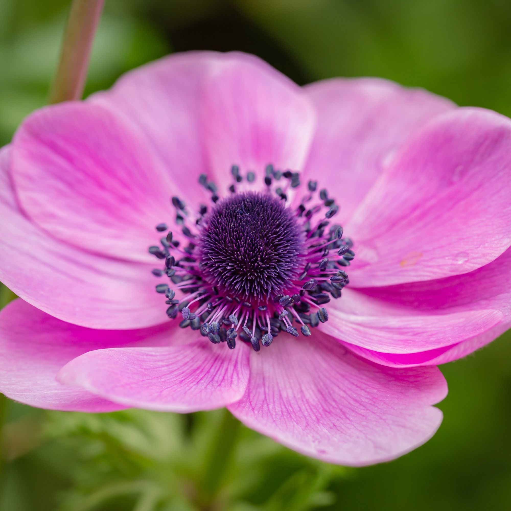 Anemone Flower Bulbs - 10 Bulbs - Galilee Pink - Anemone coronaria - Perennial - Flower Garden Bulb Sets - Buy Bulb Starts