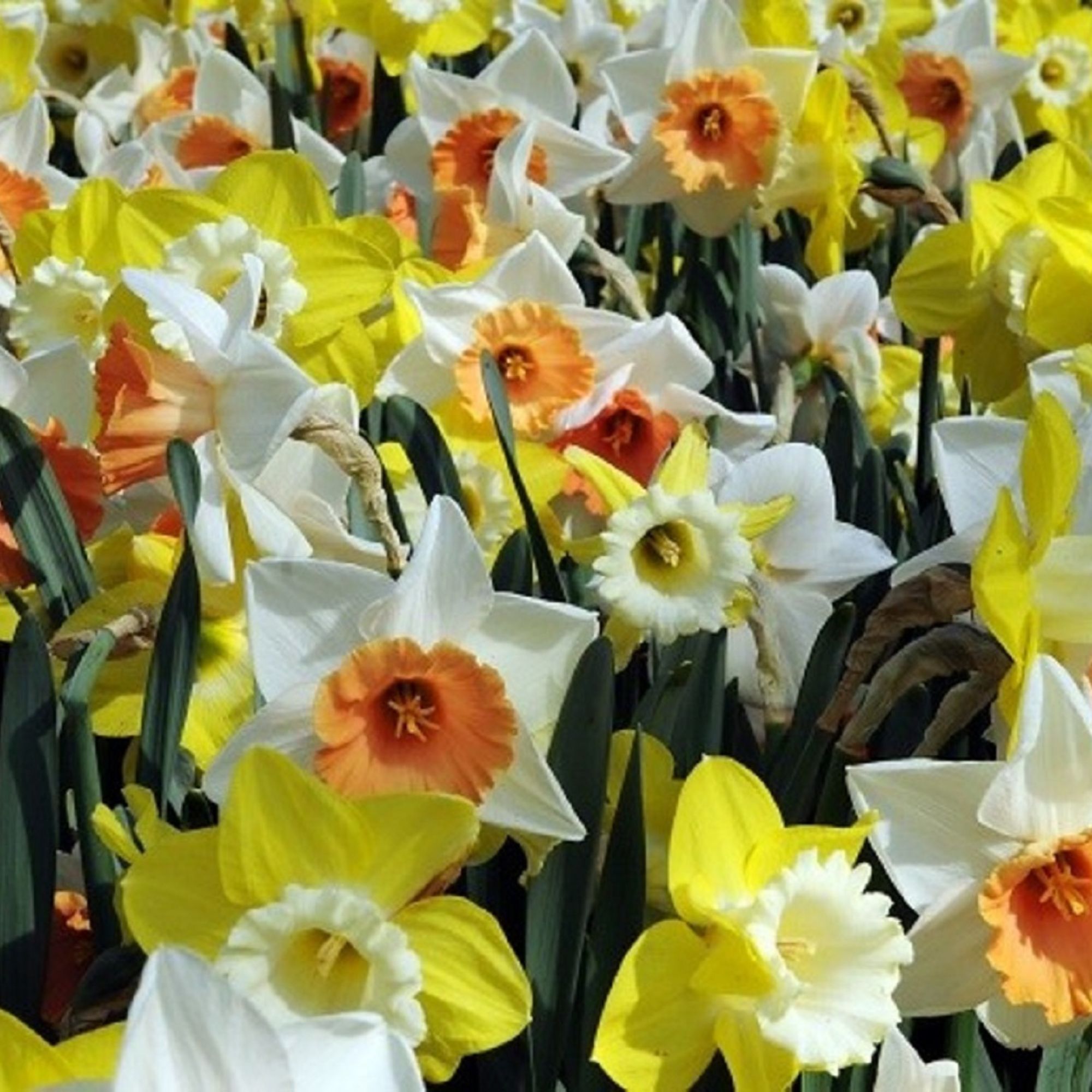 Daffodil Flower Bulbs - 10 Bulbs - Trumpet Color Mix - Yellow, Orange, Cream & White - Some Bi-colors - Narcissus pseudonarcissu
