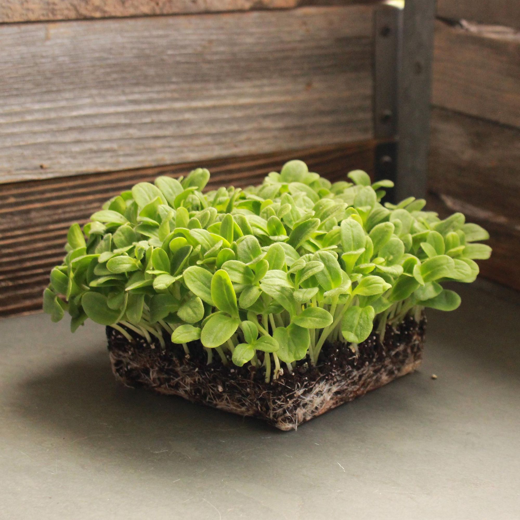 Organic Borage Herb Seeds - 4 Oz ~3,812 Seeds - Non-GMO Herbal Gardening - Annual - Buy Non-GMO Borago officinalis Bulk Farm & G