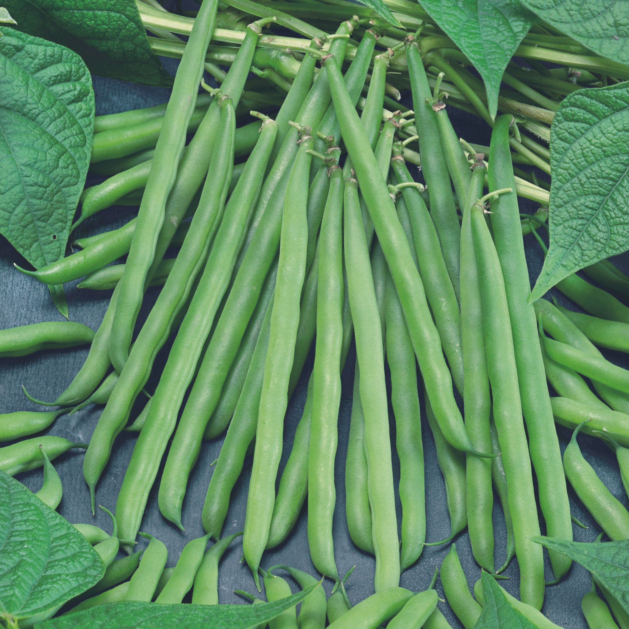 Bush Bean Seeds - French Garden - 1 Oz  ~208 Seeds - Buy Non-GMO, Heirloom, Open Pollinated Phaseolus vulgaris Farm & Gardening 