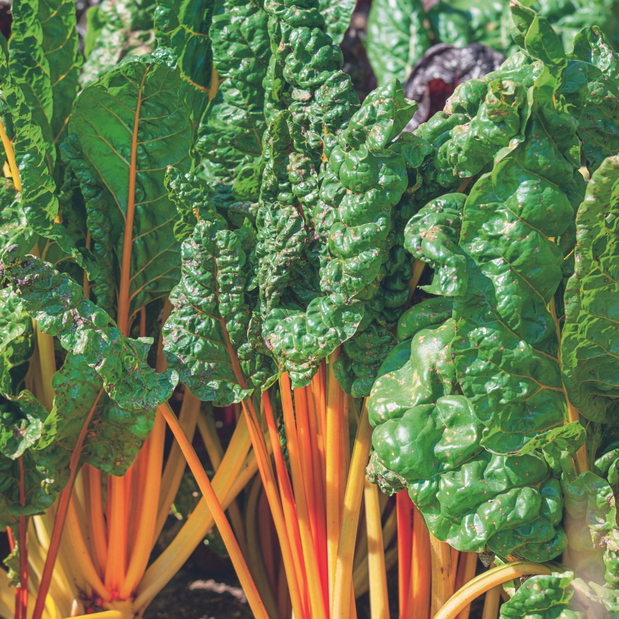 Swiss Chard Seeds - Oriole Orange - 1 Lb ~36,800 Seeds - Buy Non-GMO Beta vulgaris subsp. cicla Farm & Gardening Seed Online - B
