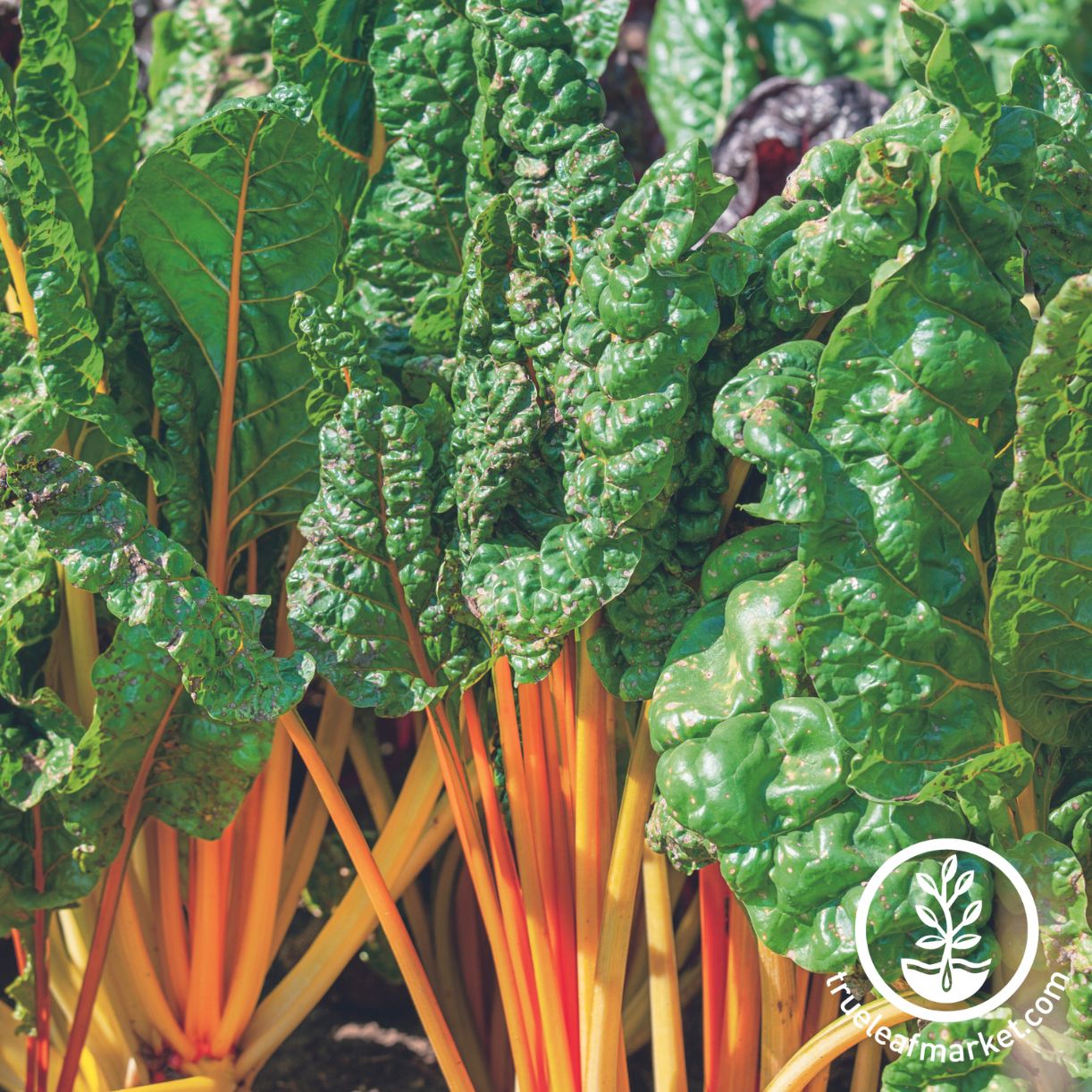 Swiss Chard Seeds - Oriole Orange - 25 Lb ~920,000 Seeds - Buy Non-GMO Beta vulgaris subsp. cicla Farm & Gardening Seed Online -