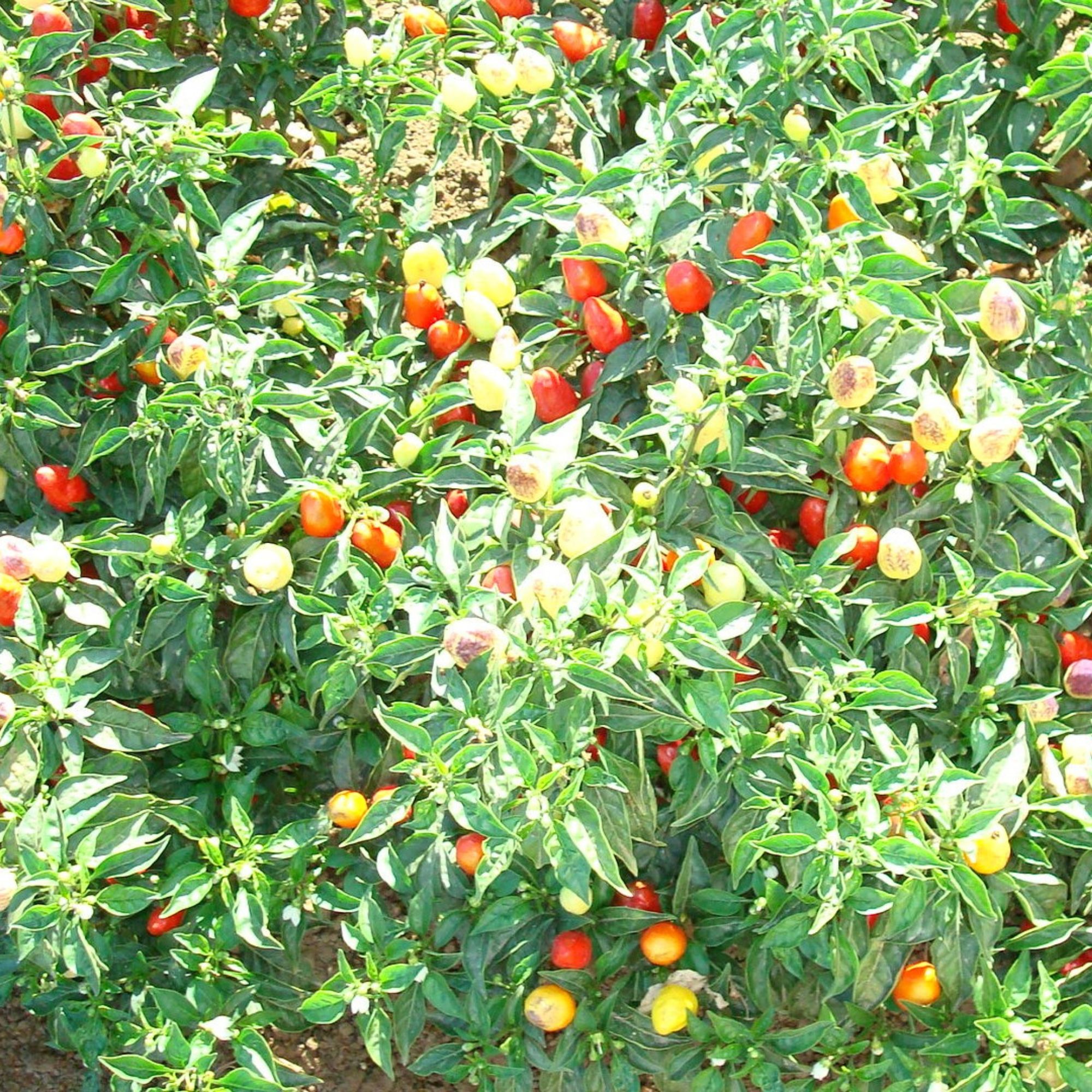 Pepper Seeds - Cuban Chile - Hot - 1 Oz ~5,413 Seeds - Buy Non-GMO, Bulk Heirloom Capsicum Annuum Farm & Garden Seeds Online - B