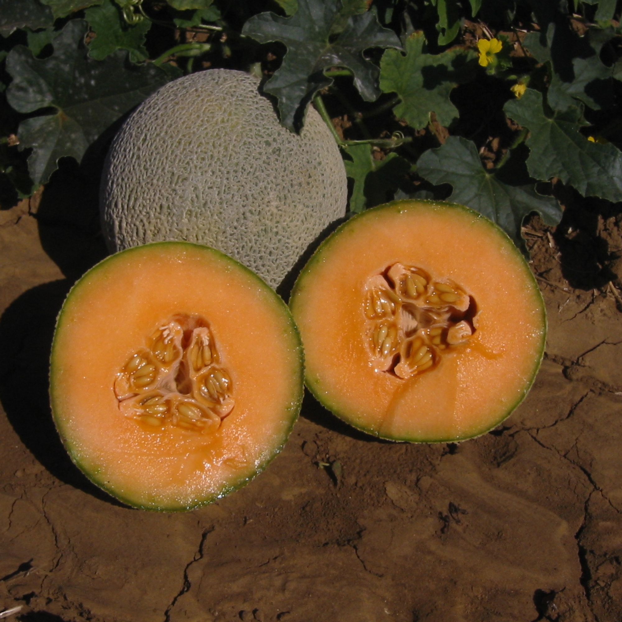 Melon Seeds - Top Mark - 4 Oz ~4,960 Seeds - Buy Non-GMO Cucumis Melo Farm, Home & Gardening Seeds For Planting Online - Best Bu