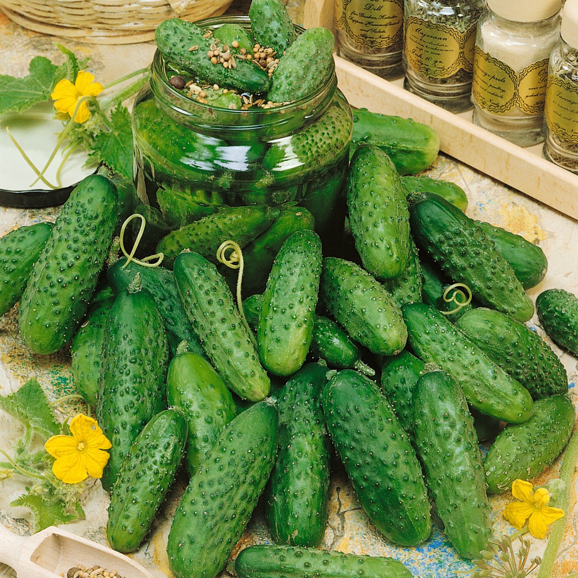 Cucumber Seeds - Pickler's Pride Mix - 2 Gram Packet ~74 Seeds - Buy Non-GMO Cucumis Sativus Farm, Home & Gardening Seeds Online