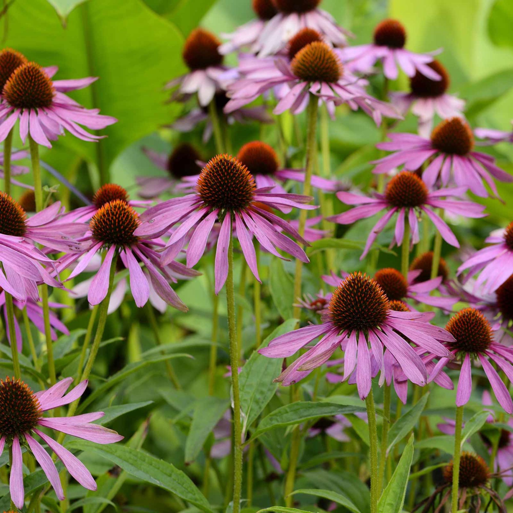 Organic Echinacea Purpurea - 1 oz ~8751 Seeds - Heirloom - Open Pollinated - Buy Non GMO Echinacea purpurea (L.) Moench - Farm &