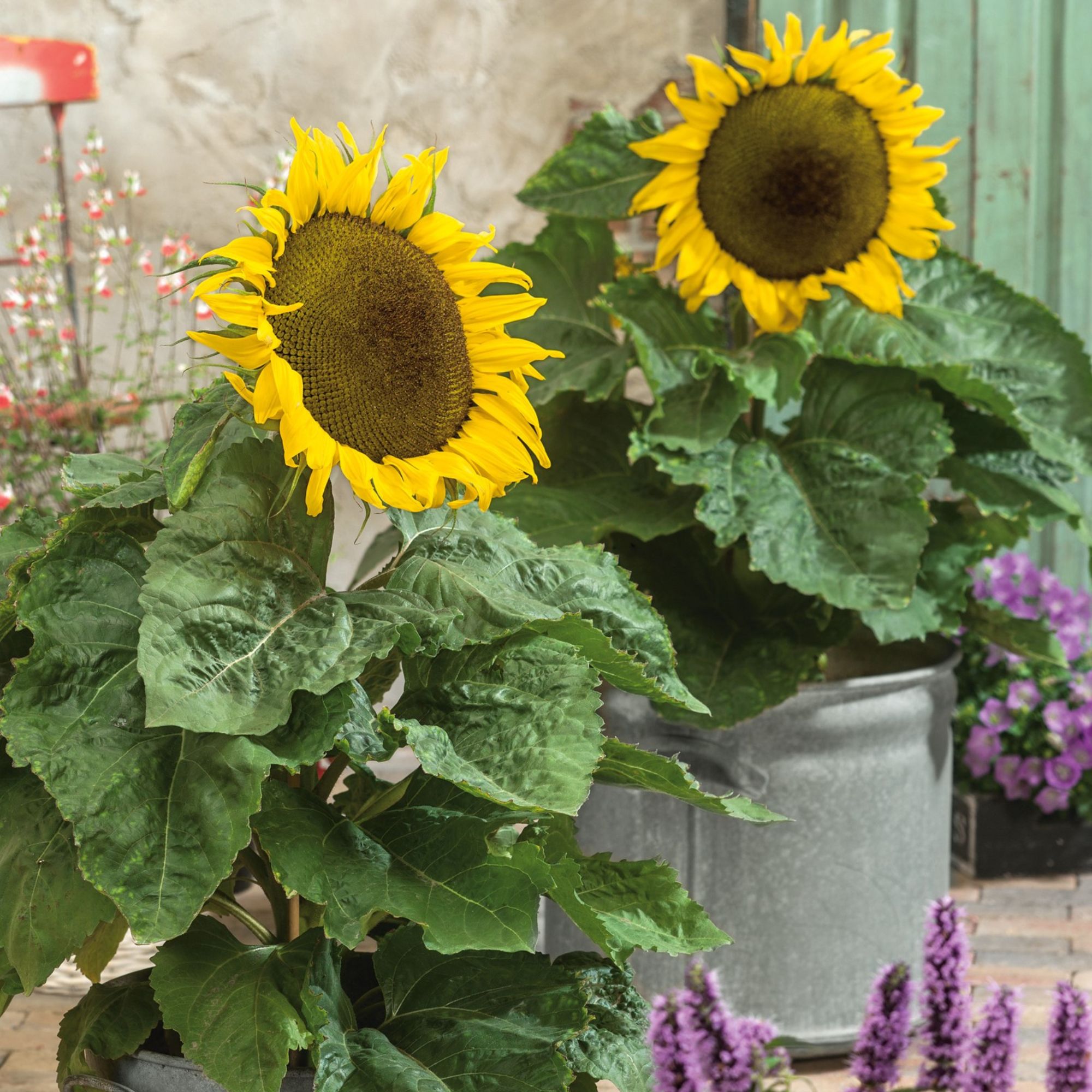 Sunflower Seeds - Balcony Beauty - 4 Oz ~4,724 Seeds - Non-GMO - Buy Bulk Non-GMO Helianthus annuus Farm & Gardening Seeds Onlin