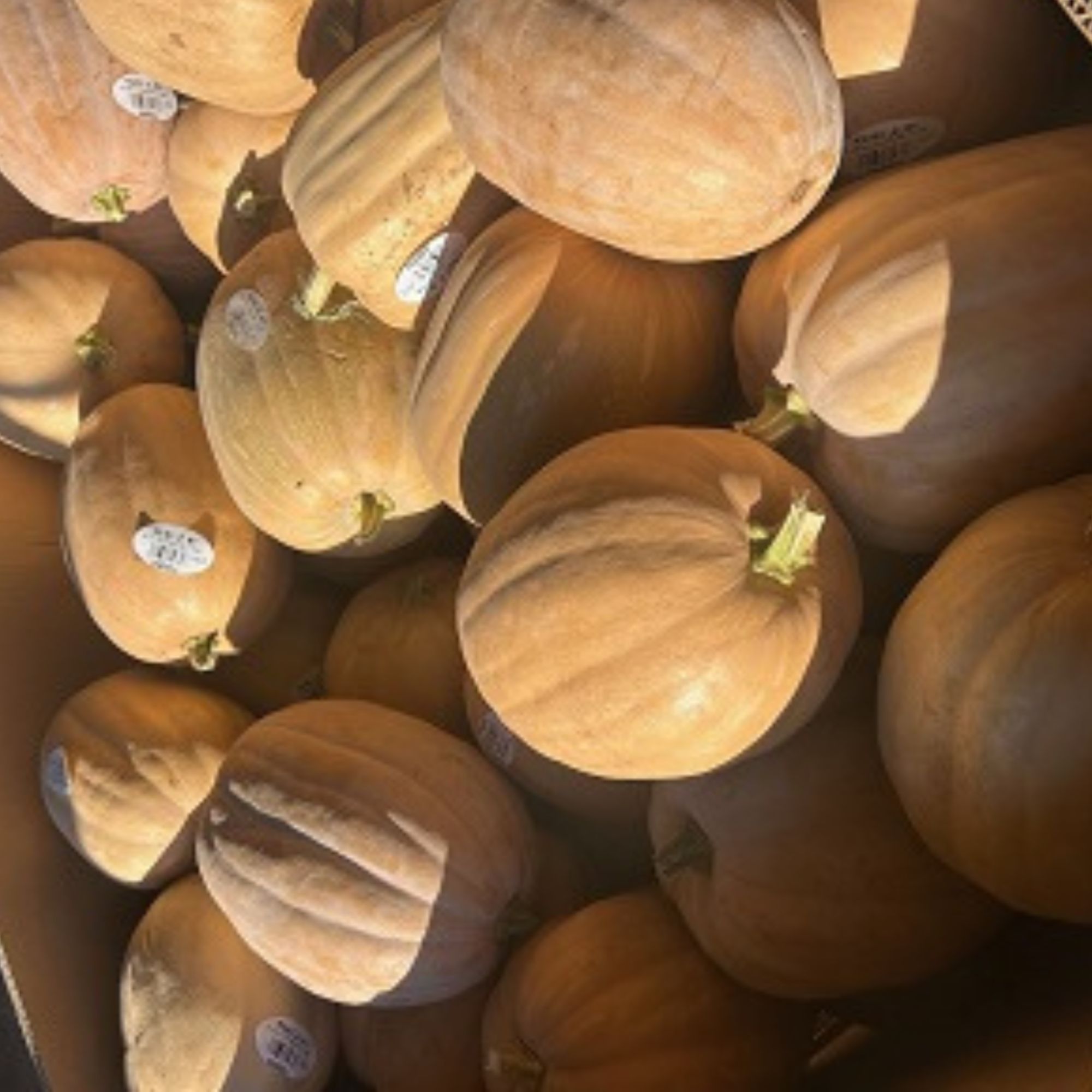 Autumn Buckskin F1 Hybrid Pumpkin Seeds - 5 Lb Bulk - Farm & Garden