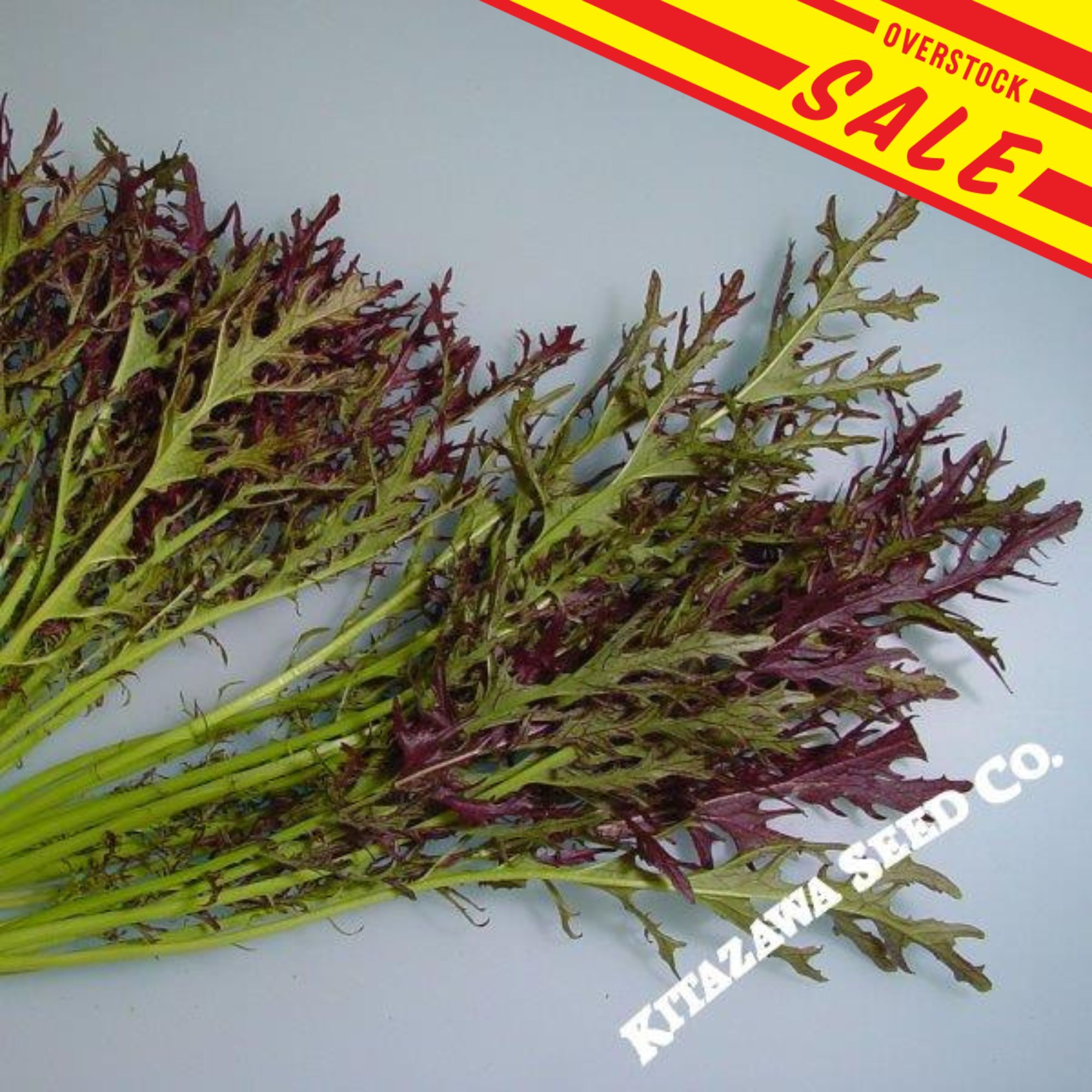 Mustard Seeds - Ruby Streak -1 Lb ~208000 Seeds - Non-GMO, Heirloom - Vegetable Garden, Microgreens & Herb Gardening