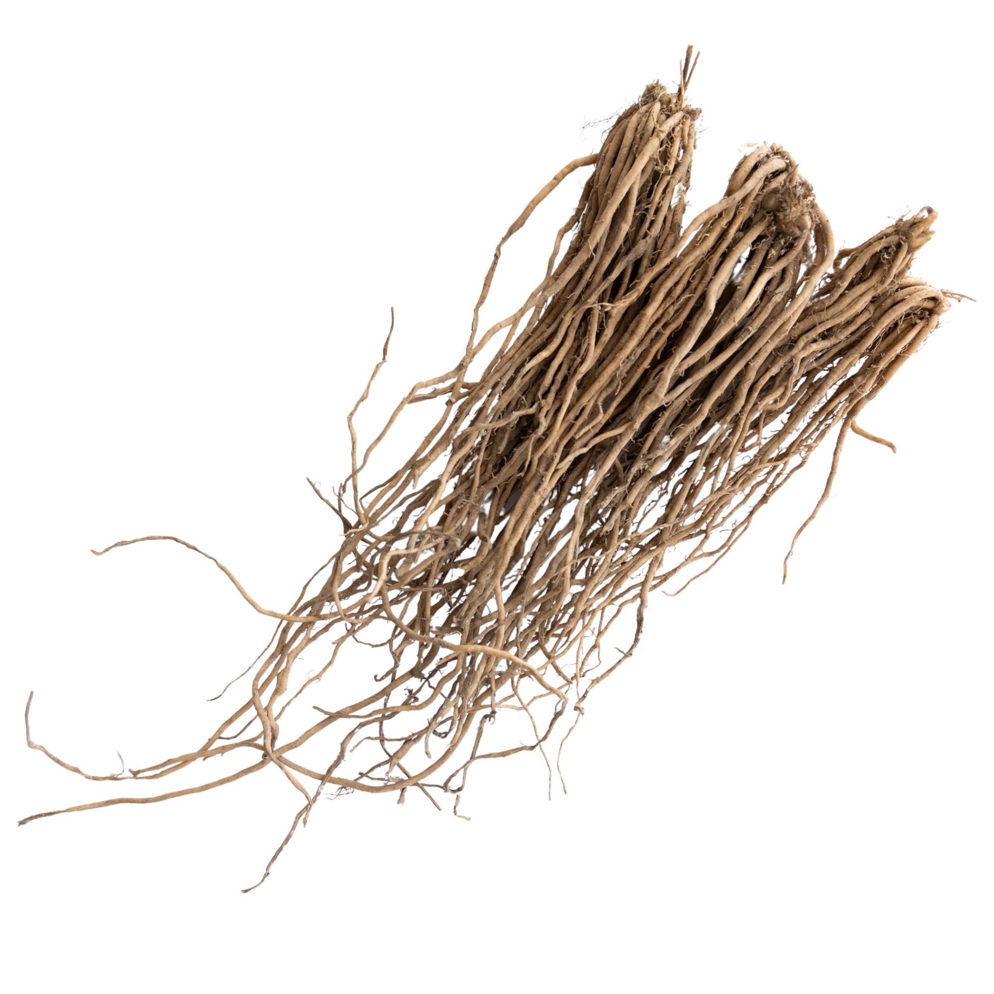 Asparagus Crowns - Jersey Knight - 10 Pack - Asparagus officinalis - Live Asparagus Spring Plant Root Starts - Grow Hybrid Garde