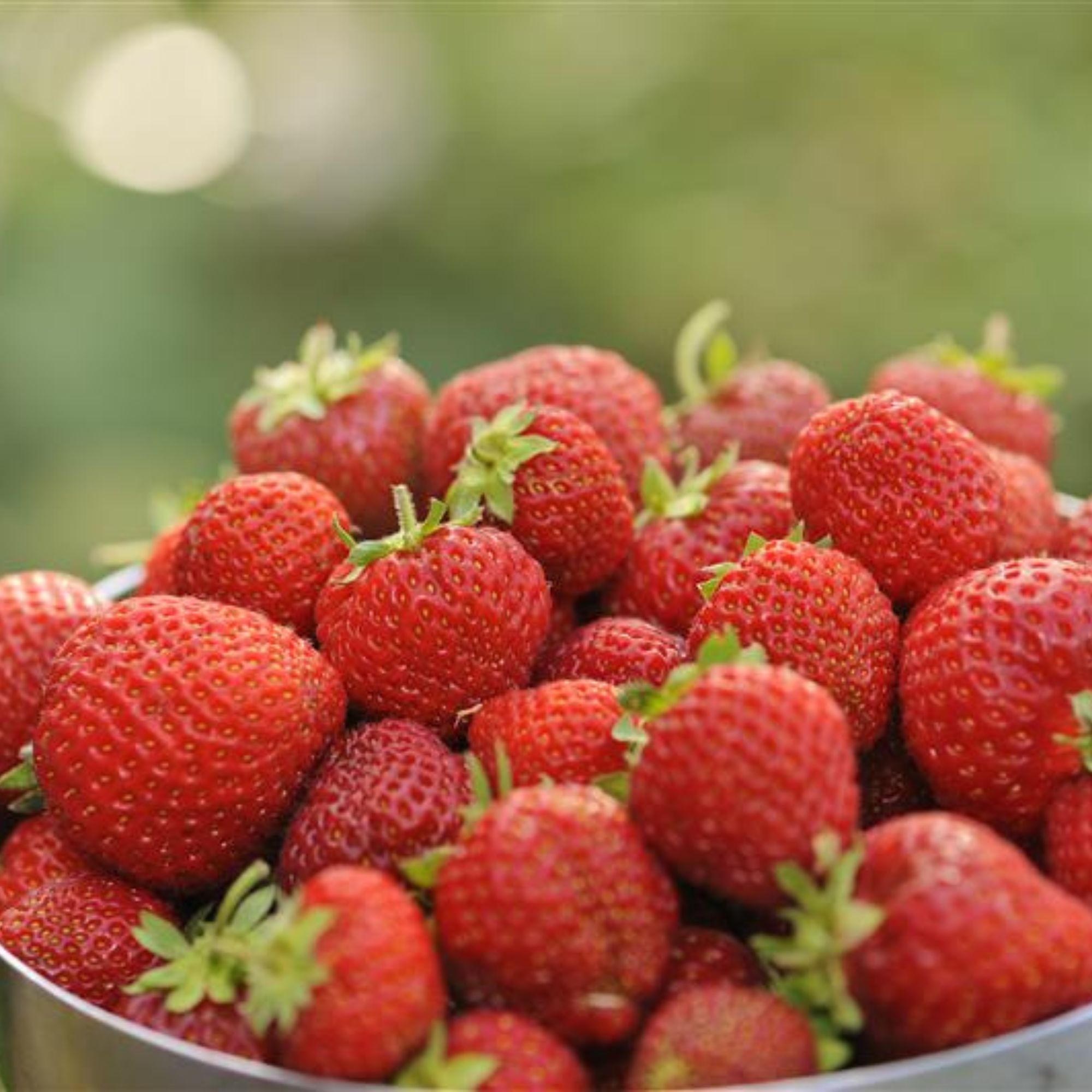 Strawberry Root Starts - June Bearing - Honeoye Hybrid - 25 Root Sets - Perennial - Fragaria x ananassa - Non-GMO Hybrid Starts 