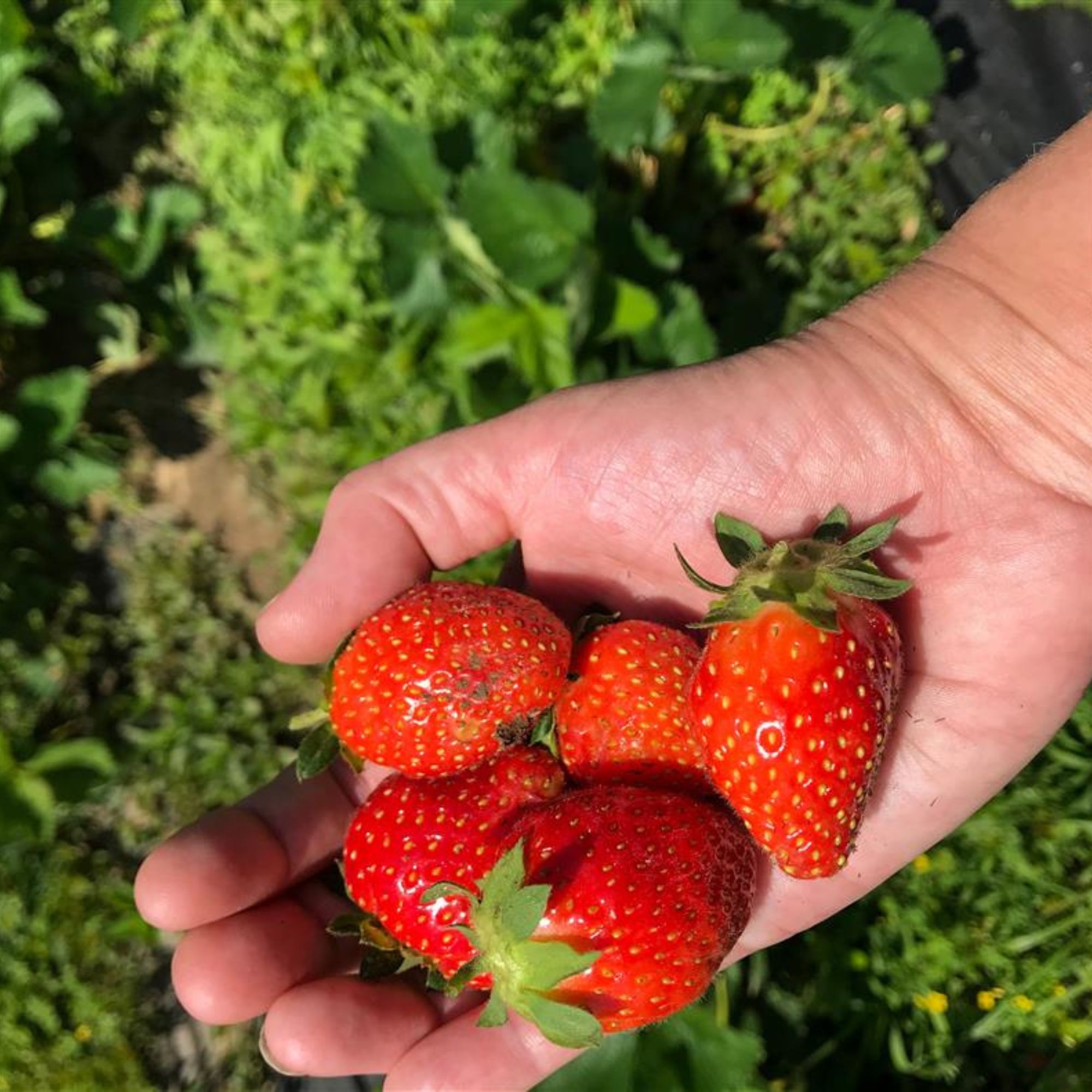 Strawberry Root Starts - June Bearing - Allstar Hybrid - 25 Root Sets - Perennial - Fragaria x ananassa - Non-GMO Hybrid Starts 