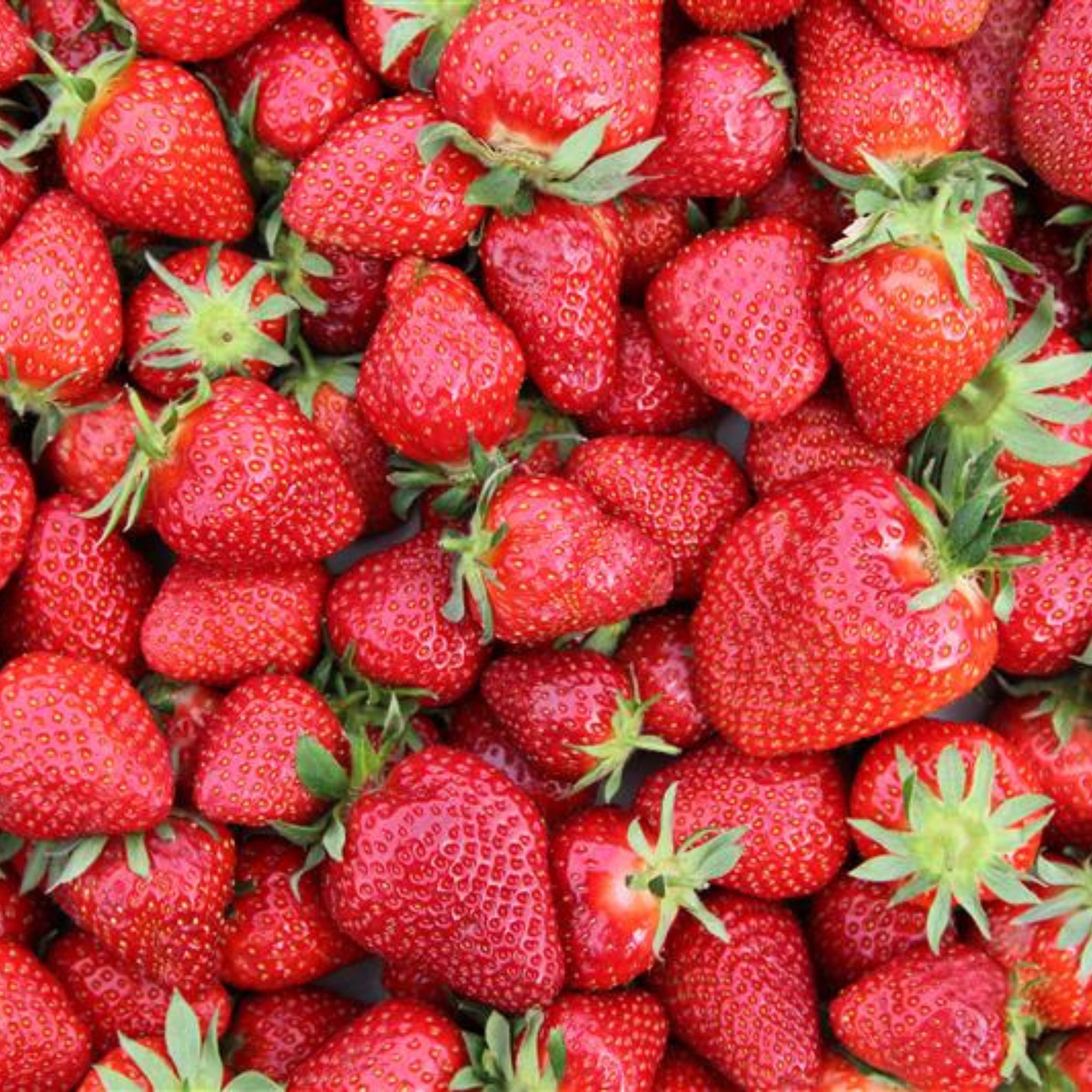 Strawberry Root Starts - June Bearing - Chandler Hybrid - 25 Root Sets - Perennial - Fragaria x ananassa - Non-GMO Hybrid Starts