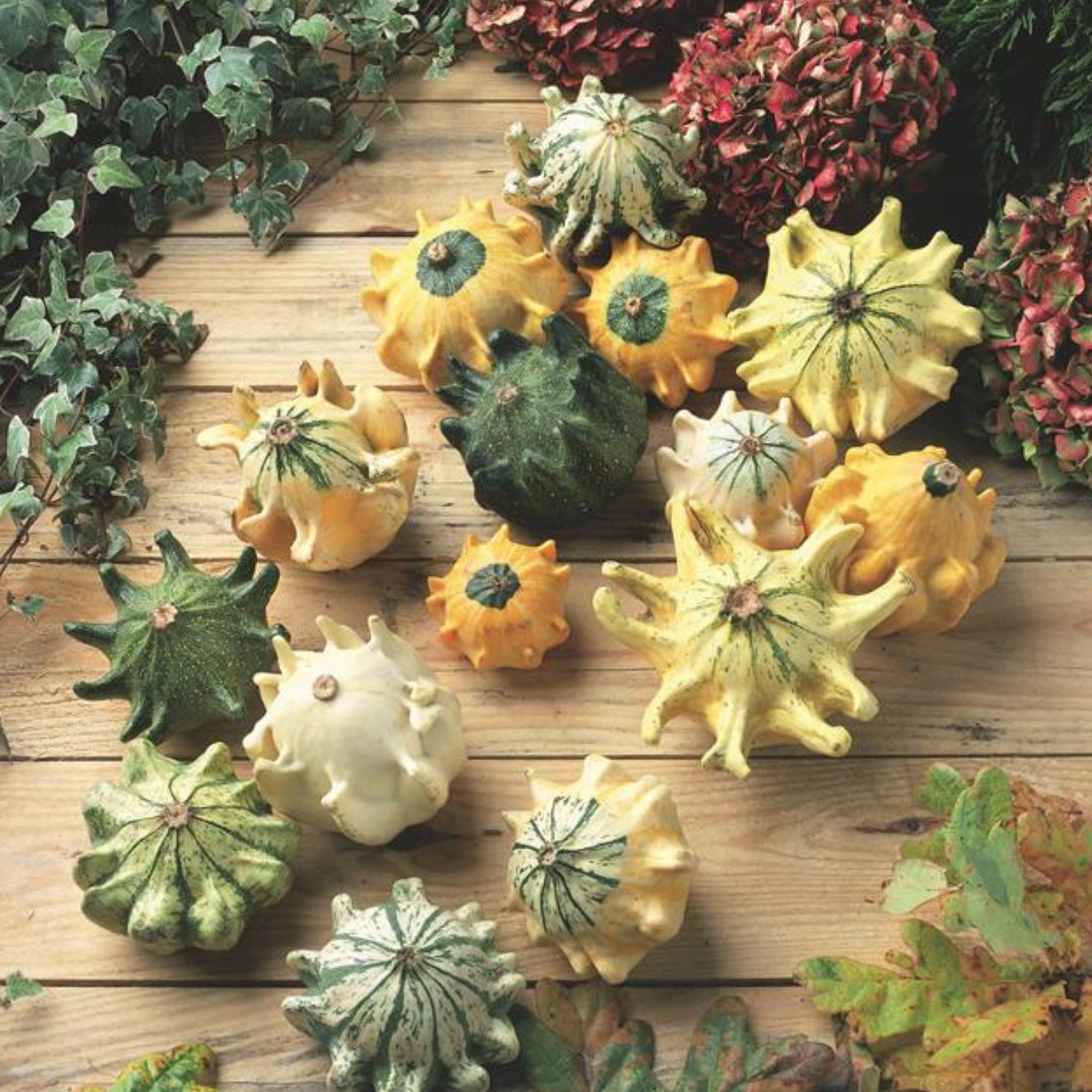 Crown of Thorns Shenot Gourd - 0.25 Oz ~200 Seeds - Vegetable Gardening - Buy Non-GMO Cucurbita pepo Farm & Gardening Seeds Onli