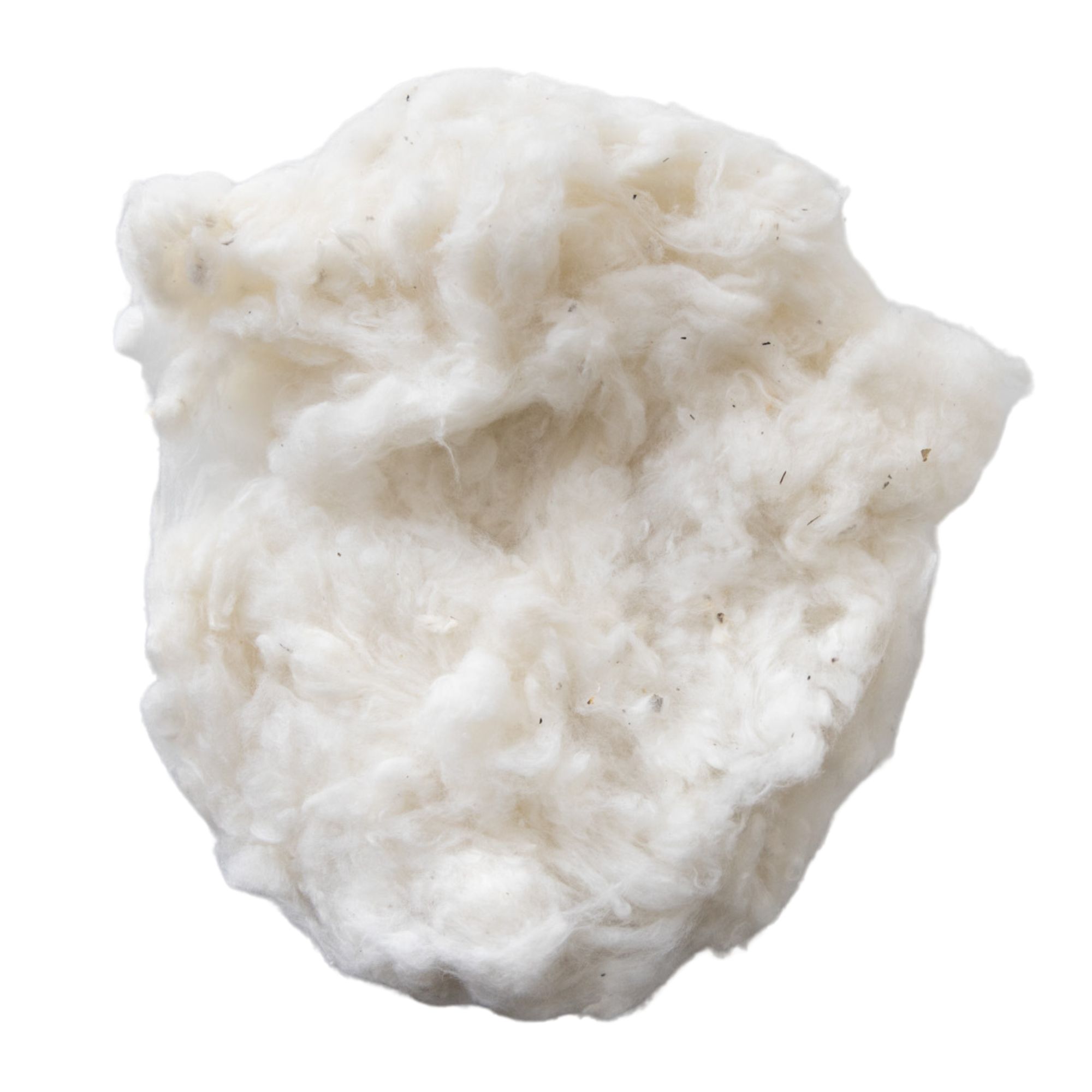 Rajhans Cotton Seeds - 10 Seeds - Annual - Heirloom - Buy Non-GMO Gossypium sp. Farm, Home & Garden Seeds for Planting - Buy Bul