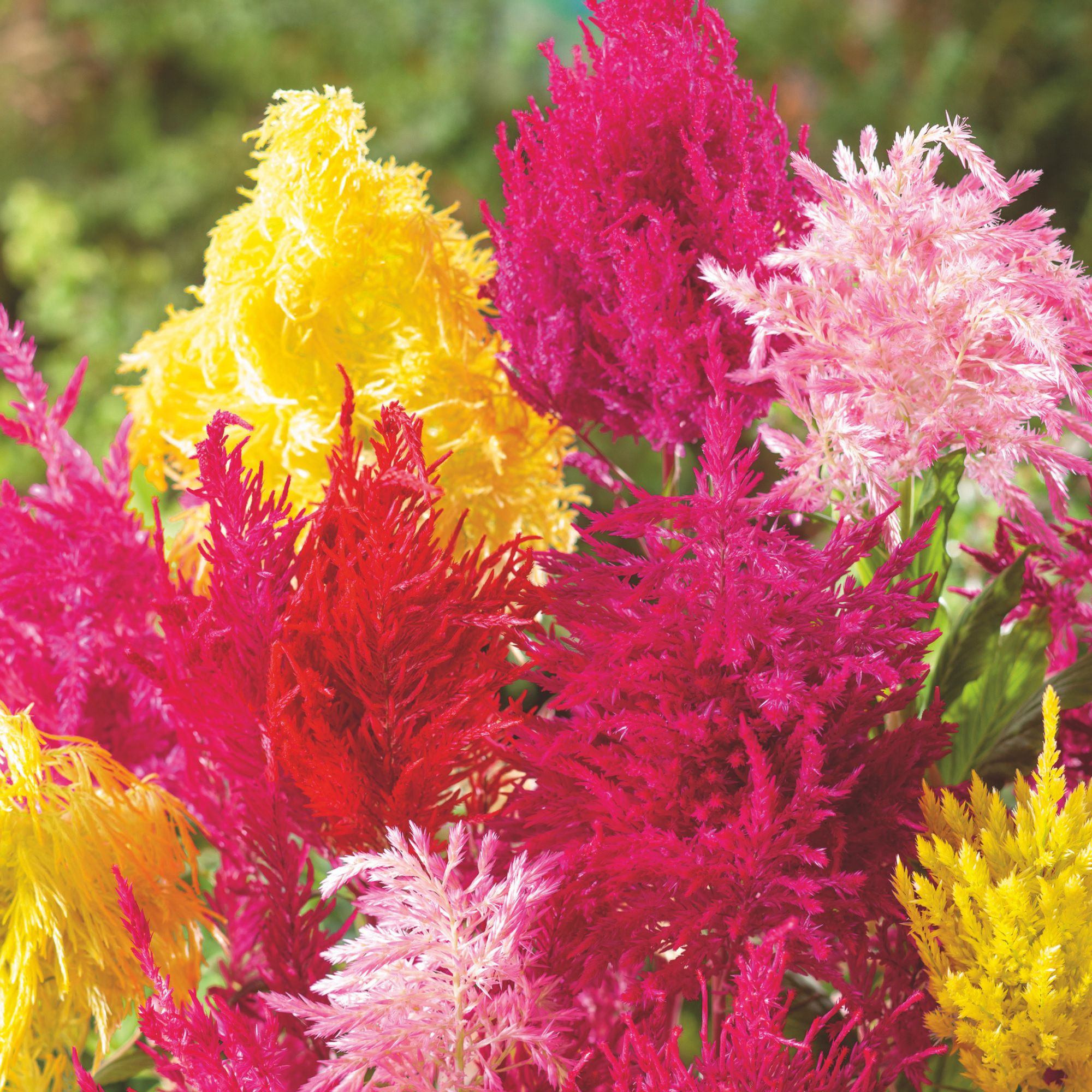 Organic Celosia Plumed Texas Plume Mixed Seed - 1g ~386 Seeds - Heirloom - Buy Non-GMO - Celosia argentea Farm & Gardening Seed 