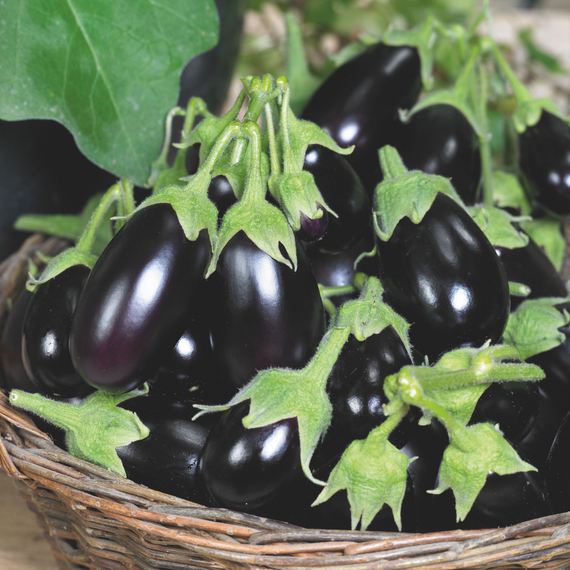 Organic Morden Midget Eggplant Seed - 2g ~456 Seeds - Heirloom - Buy Non-GMO - Open Pollinated Solanum melongena Farm & Gardenin