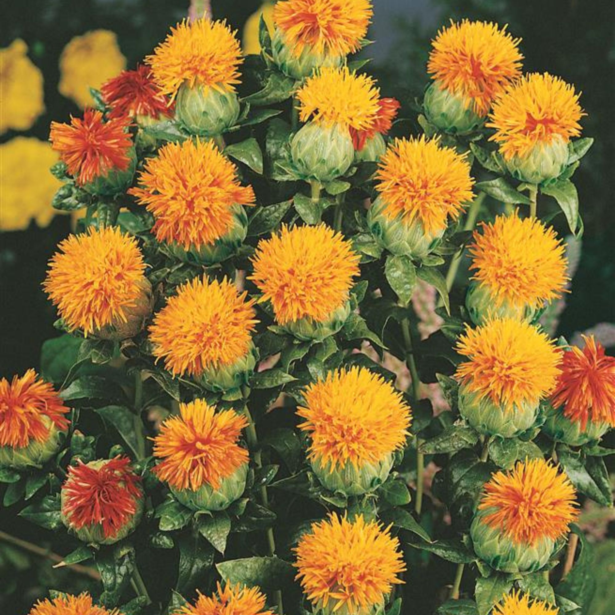 Organic Safflower Zanzibar Carthamus Seed - 1 Oz ~737 Seeds - Heirloom - Buy Non-GMO - Annual - Carthamus tinctorius Farm, Home 