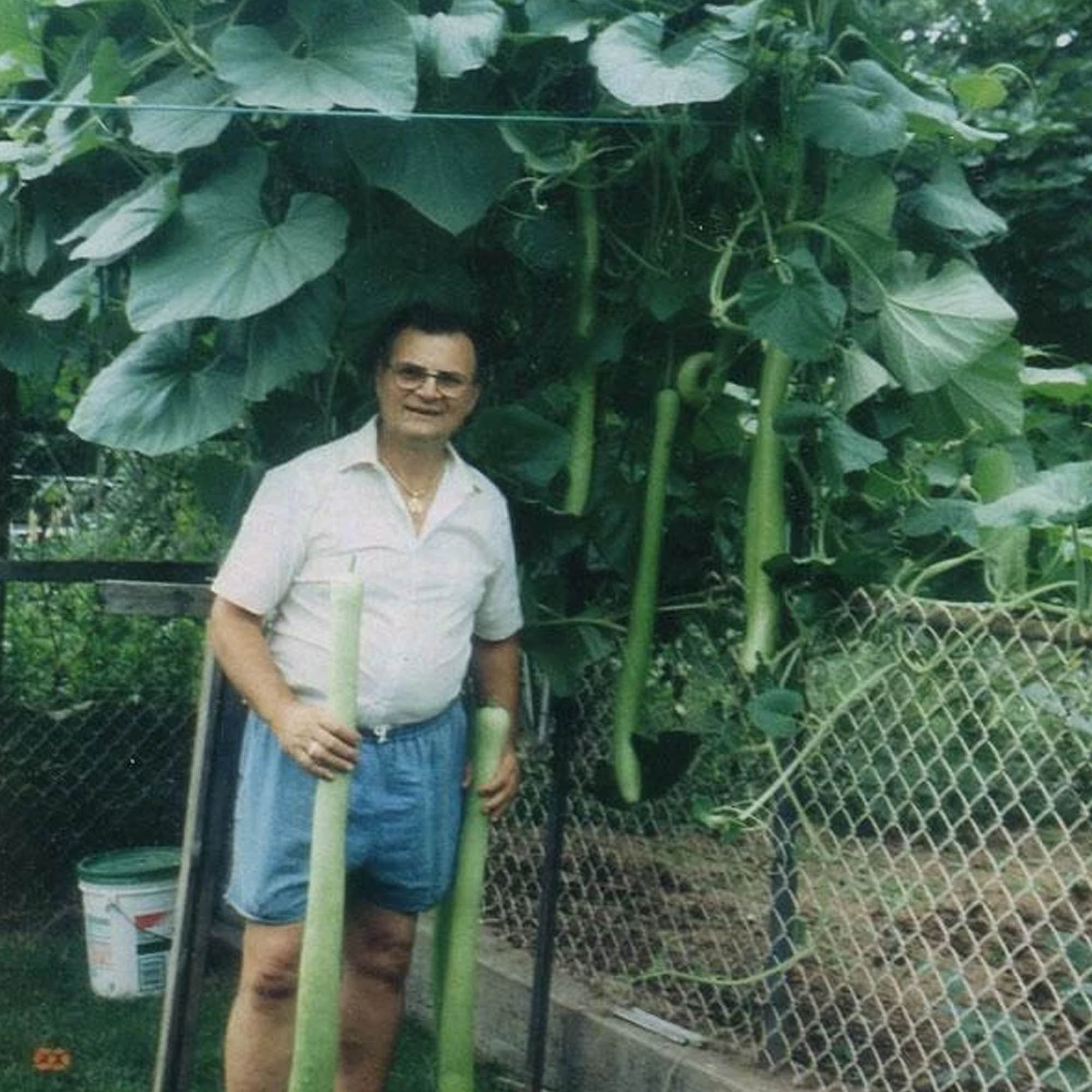 Organic Cucuzzi Gourd Seeds - 4 Oz ~567 Seeds - Heirloom Vegetable Seed - Buy Non-GMO Lagenaria siceraria Farm & Gardening Seeds