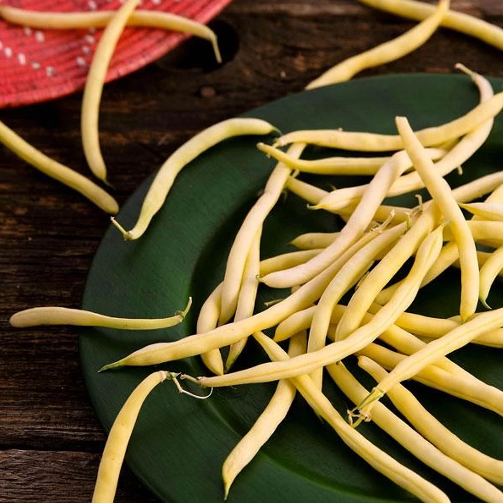 Organic Gold Rush Bean Seeds - 5 Lb ~7,200 Seeds - Open Pollinated - Heirloom Vegetable Seed - Buy Non-GMO Phaseolus vulgaris Fa