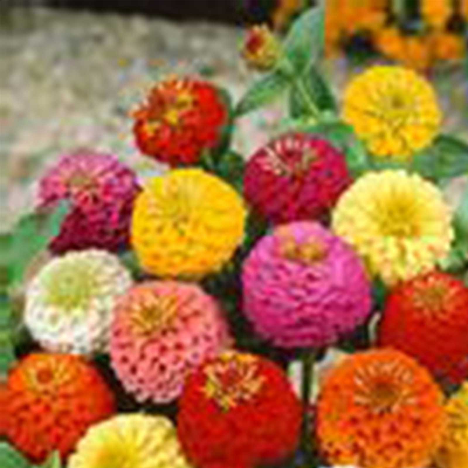 Lilliput Zinnia Mixed Colors Seeds - 0.25 Oz ~ 1,375 Seeds - Open Pollinated - Buy Non-GMO Zinnia elegant Farm & Gardening Seeds