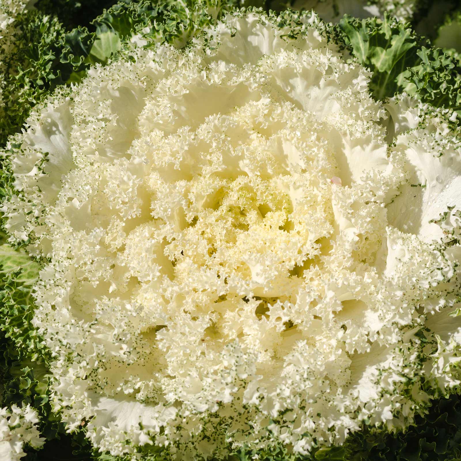 Kamome Series White Kale Flowering Seeds - 100 Seeds - Asian Flower - Buy Non-GMO Brassica oleracea Farm, Home & Gardening Seed 