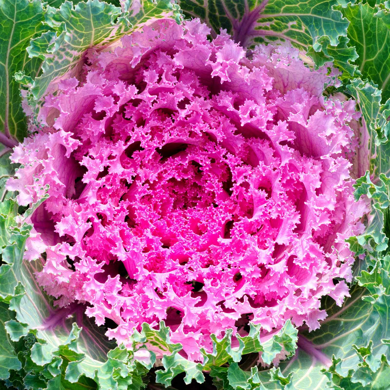 Kamome Series Pink Kale Flowering Seeds - 100 Seeds - Asian Flower - Buy Non-GMO Brassica oleracea Farm, Home & Gardening Seed O