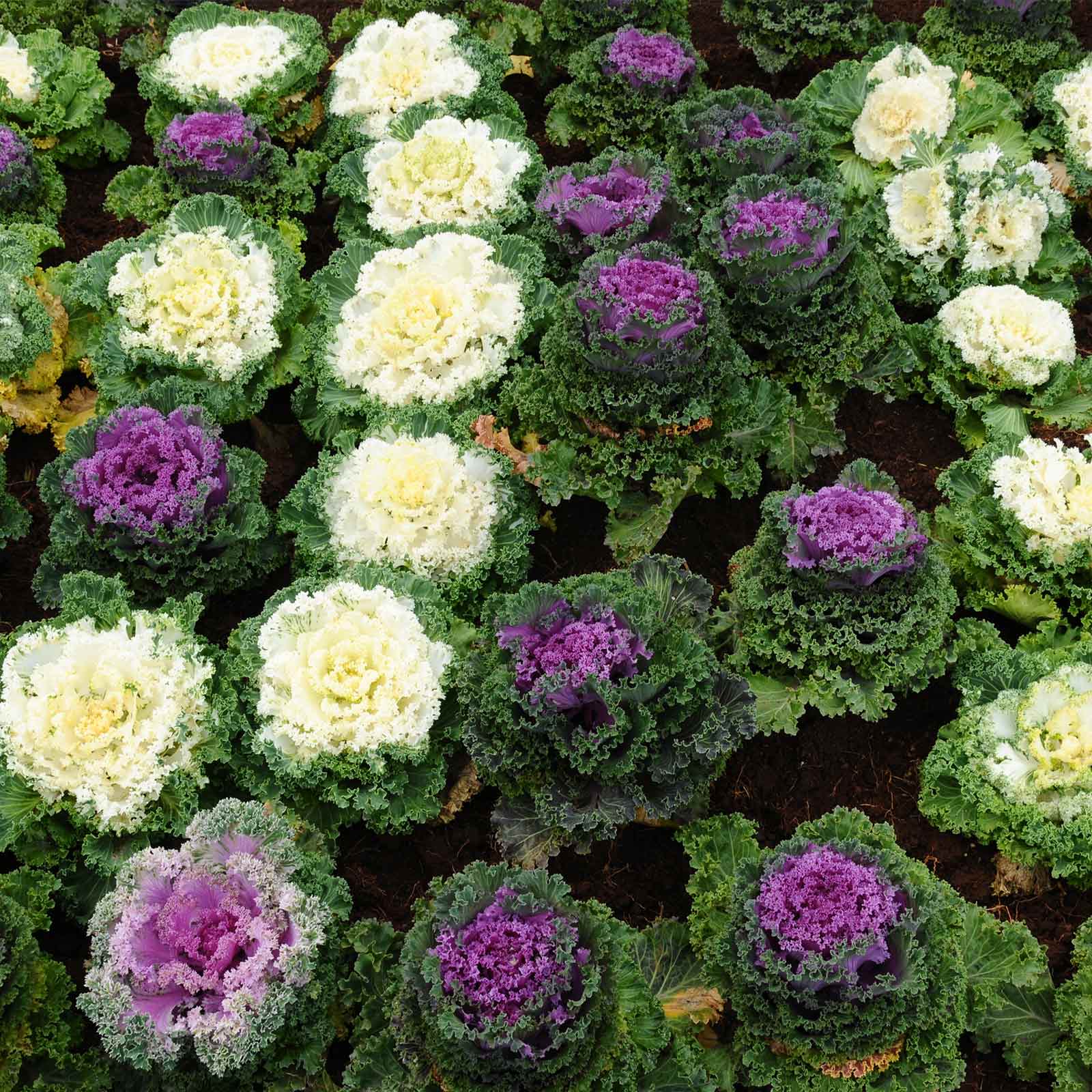 Kamome Series Mix Colors Kale Flowering Seeds - 25 Seeds - Asian Flower - Buy Non-GMO Brassica oleracea Farm, Home & Gardening S