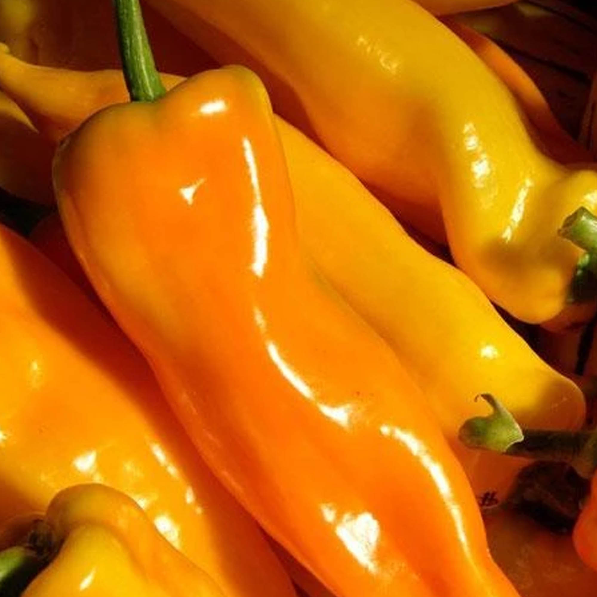 Organic Gatherers Gold Sweet Italian Pepper Seeds - 0.25 Oz ~850 Seeds - Heirloom Vegetable Seed - Buy Non-GMO Capsicum annuum F